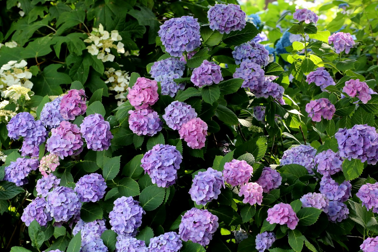 Kumpulan bunga hortensia ungu dan merah muda yang cerah dalam keadaan mekar penuh