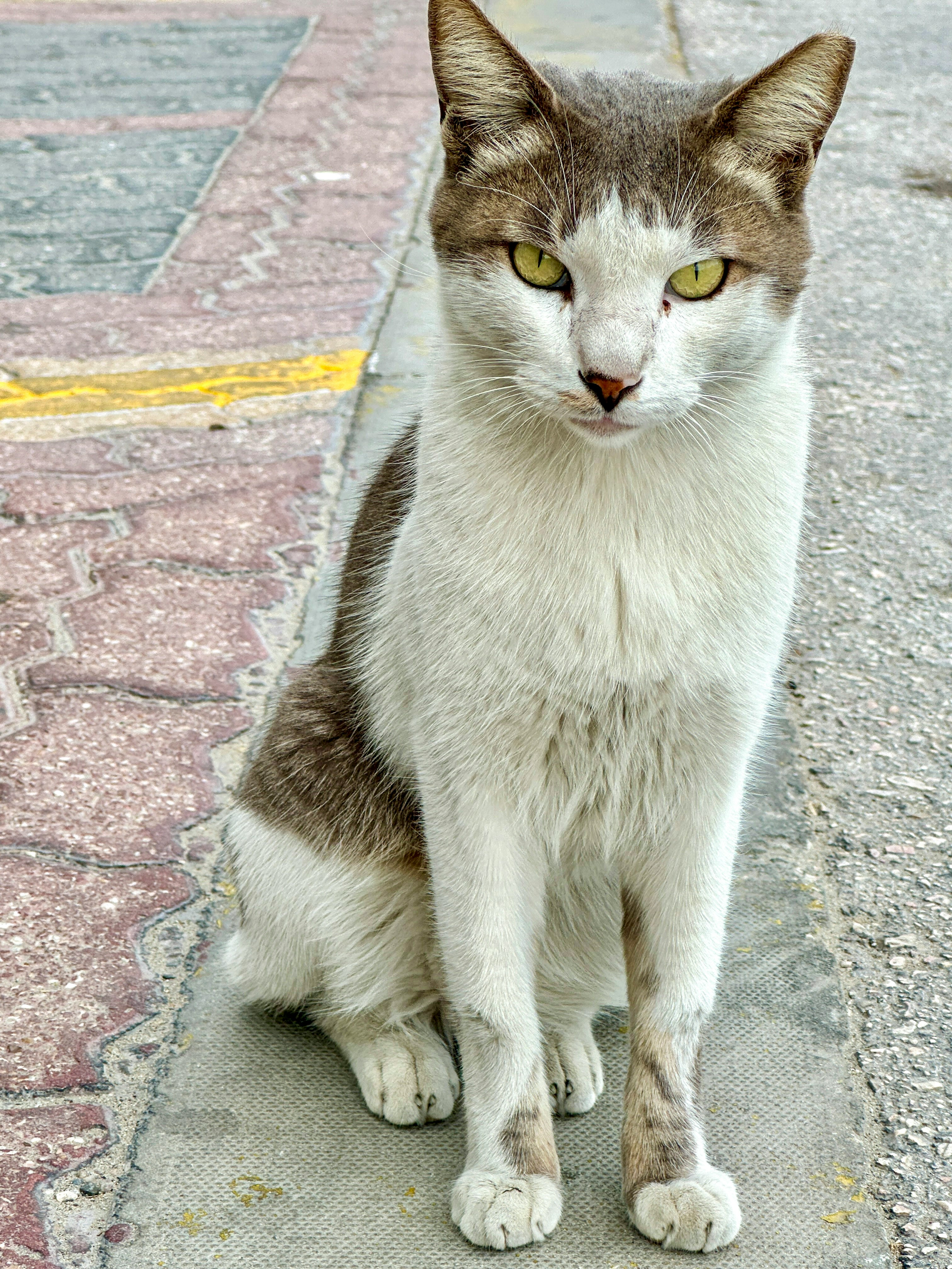 路地の石畳に座る野良猫