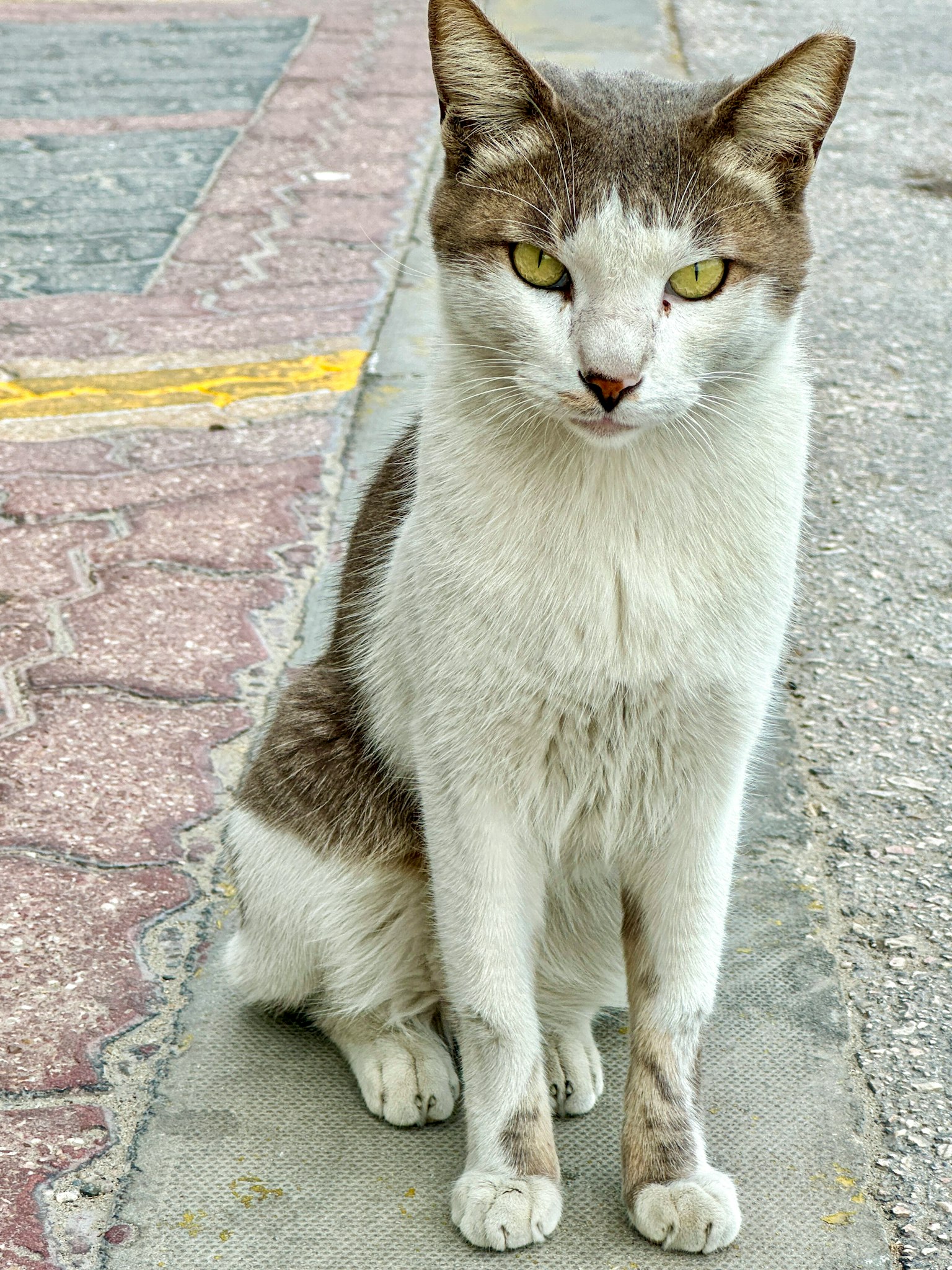 灰白色的猫坐在街上