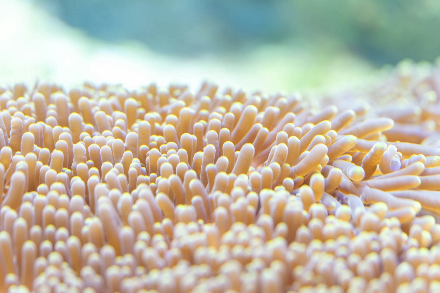 Primo piano di corallo con splendide tonalità sott'acqua