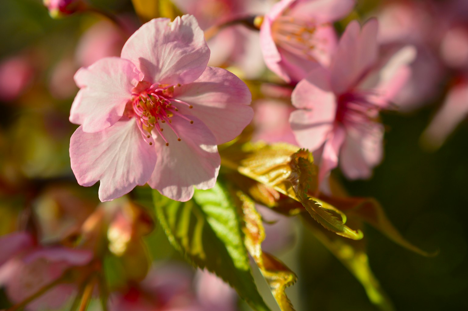 Bellissimi fiori di ciliegio rosa in fiore