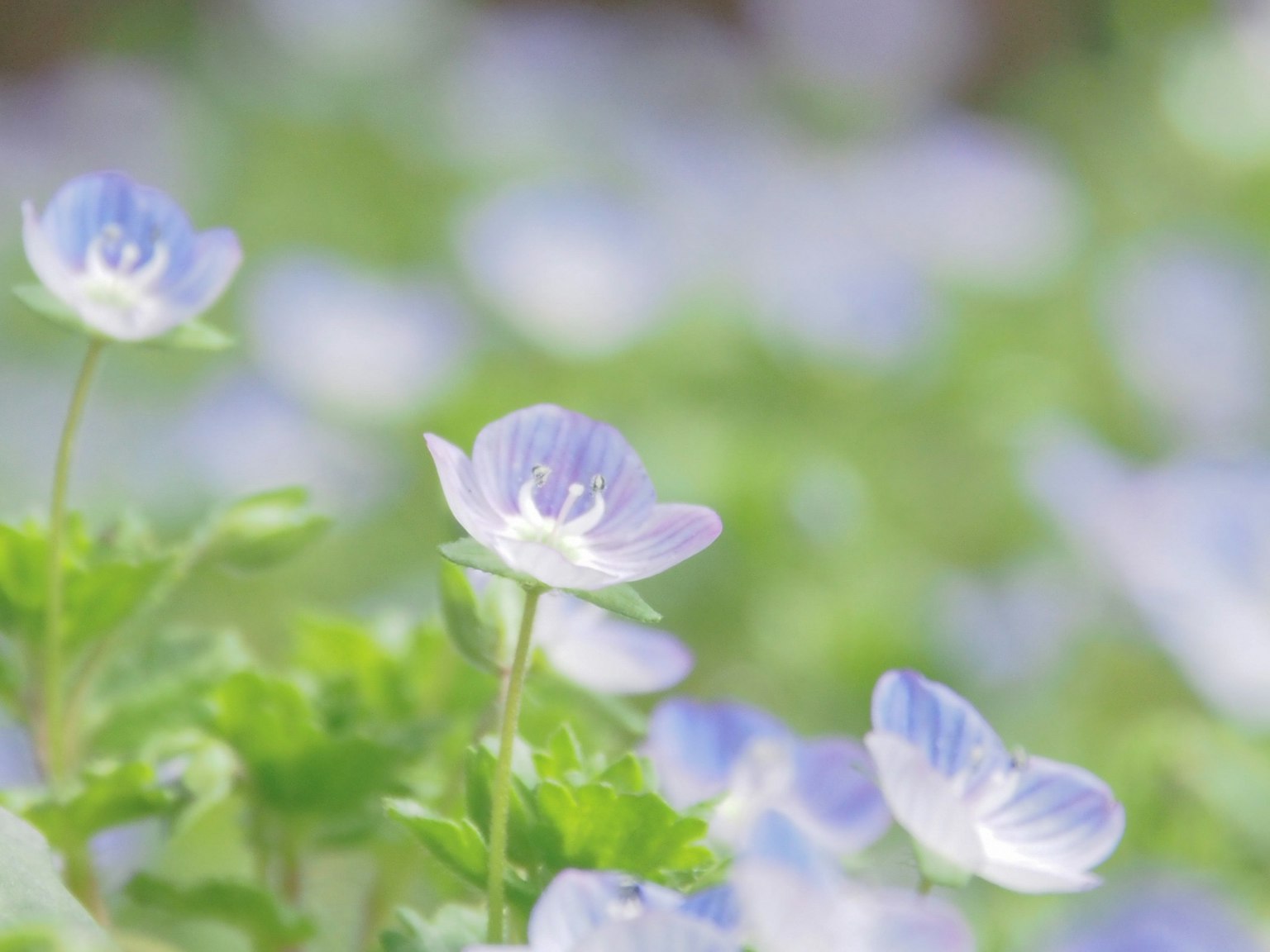 Un campo de delicadas flores azules con suaves hojas verdes