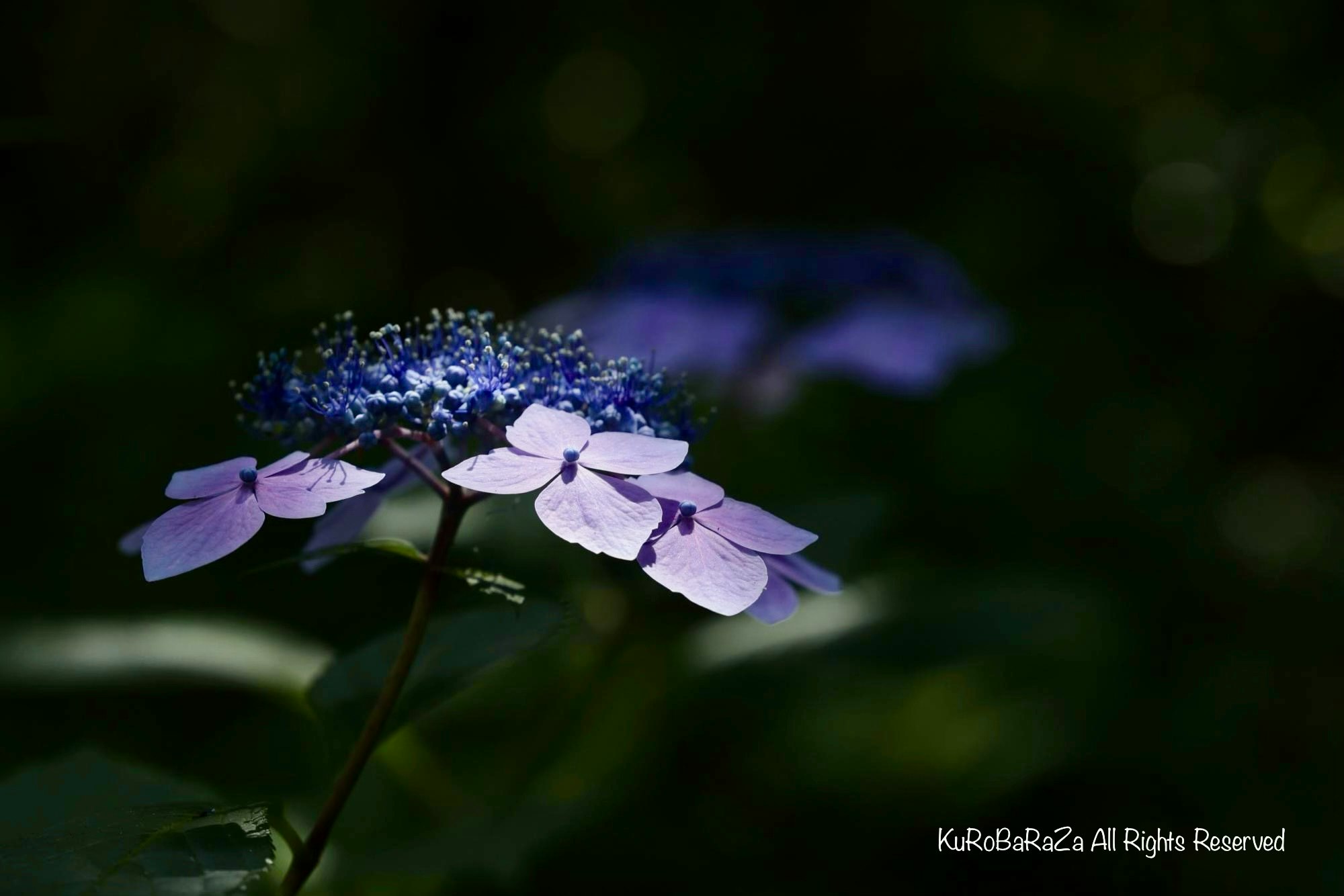 紫の花のクローズアップ