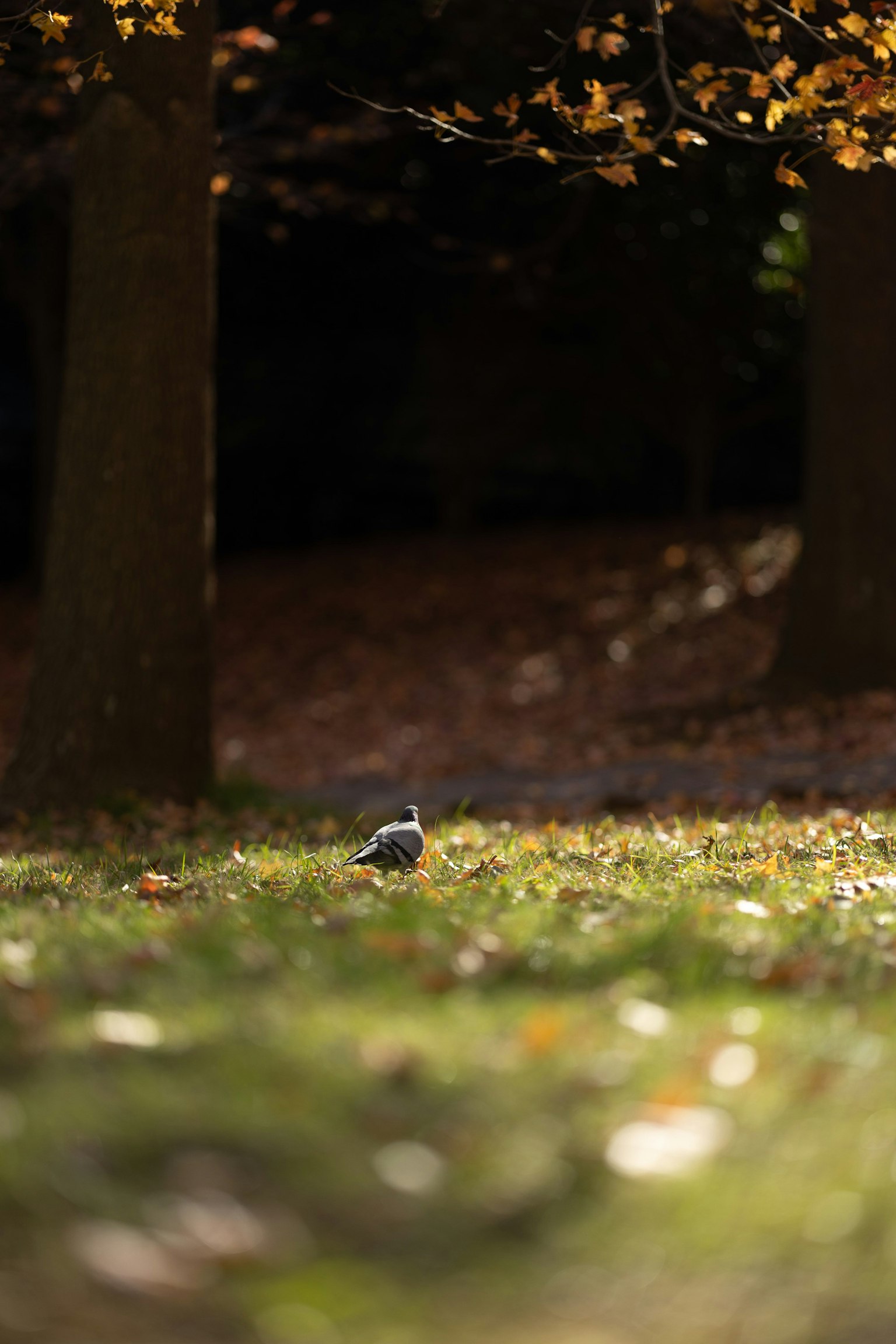 A small bird on grassy ground in an autumn park with trees