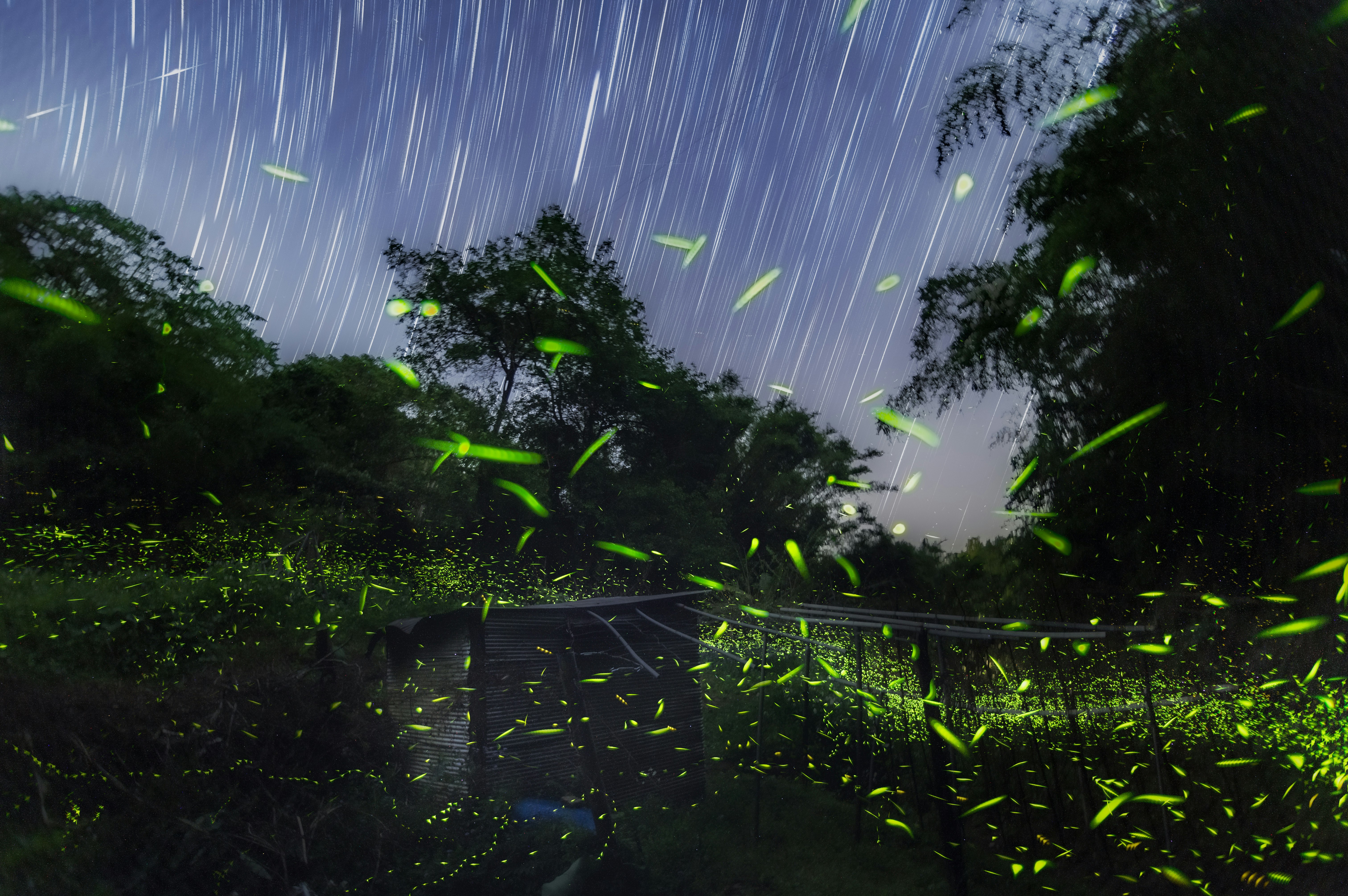 雨の夜に光る森の小道と飛び散る光の粒