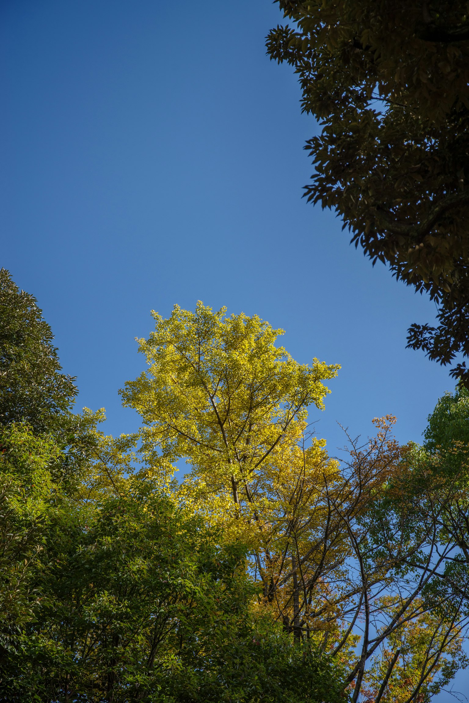 Un albero giallo vibrante tra alberi verdi sotto un cielo blu