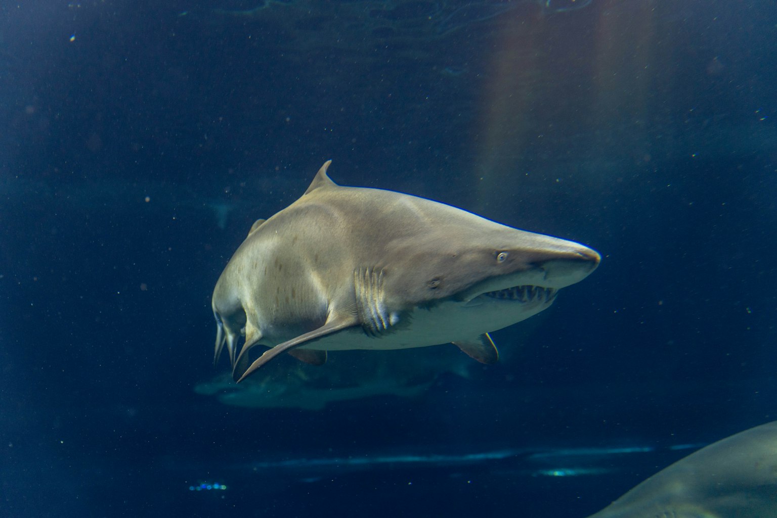 Un pesce squalo che nuota sott'acqua con una vista chiara del suo muso
