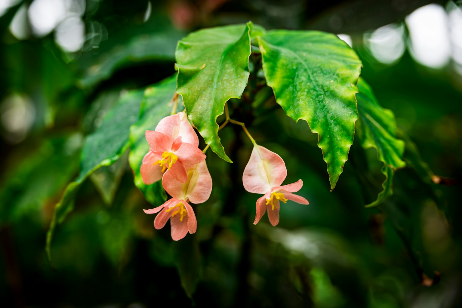 Fiori rosa che sbocciano tra foglie verdi
