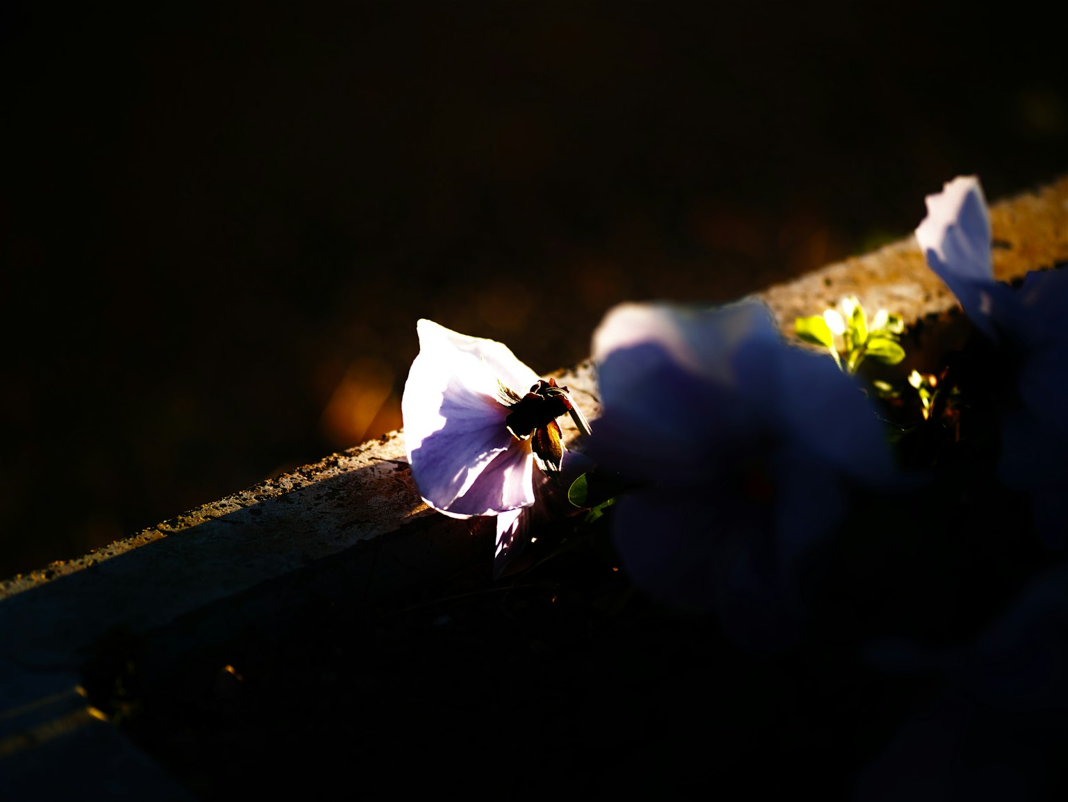 Lila Blumen im sanften Licht beleuchtet