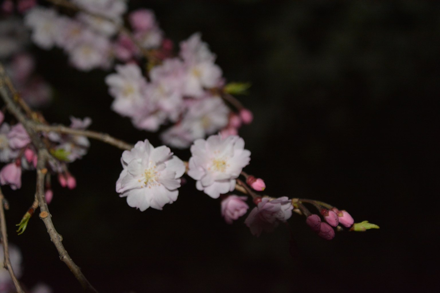 Branche de cerisier avec des fleurs et des boutons sur fond sombre