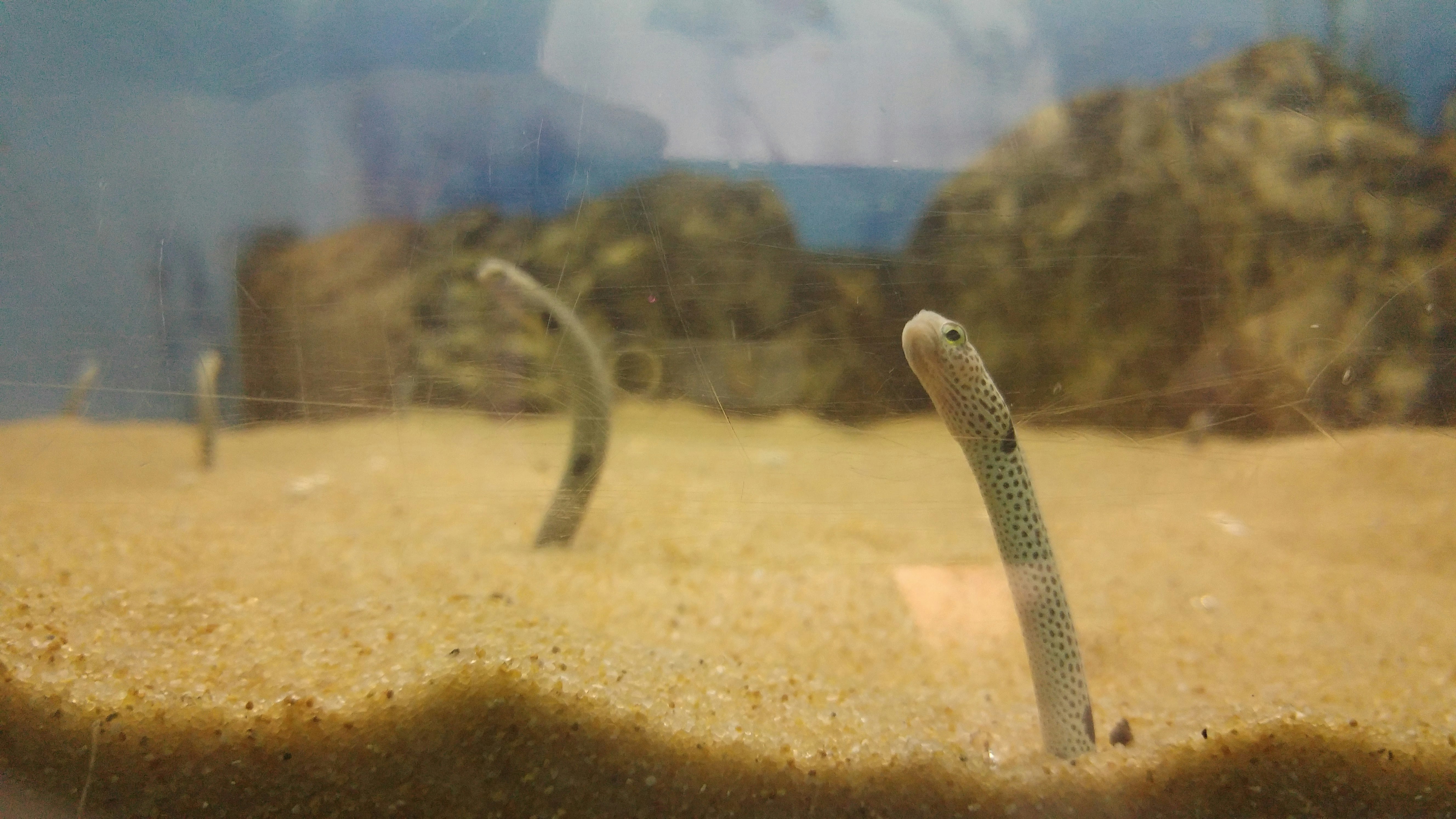 vista a través del vidrio de un acuario con fondo arenoso y pez esbelto