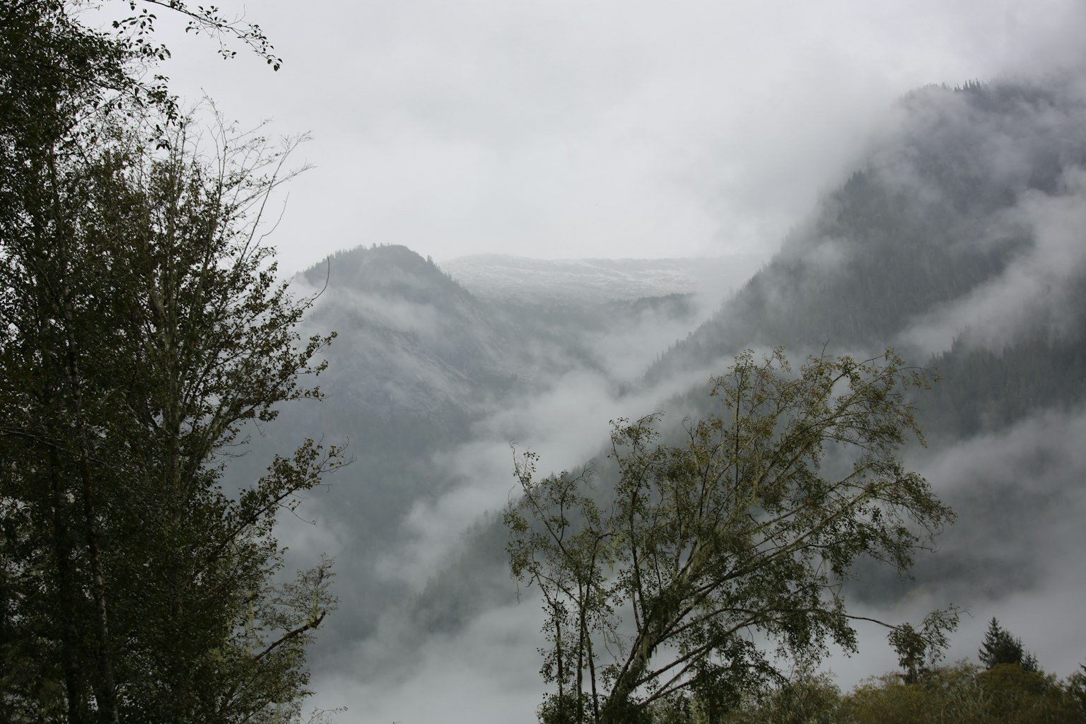 Montagnes brumeuses avec des arbres environnants dans un paysage serein