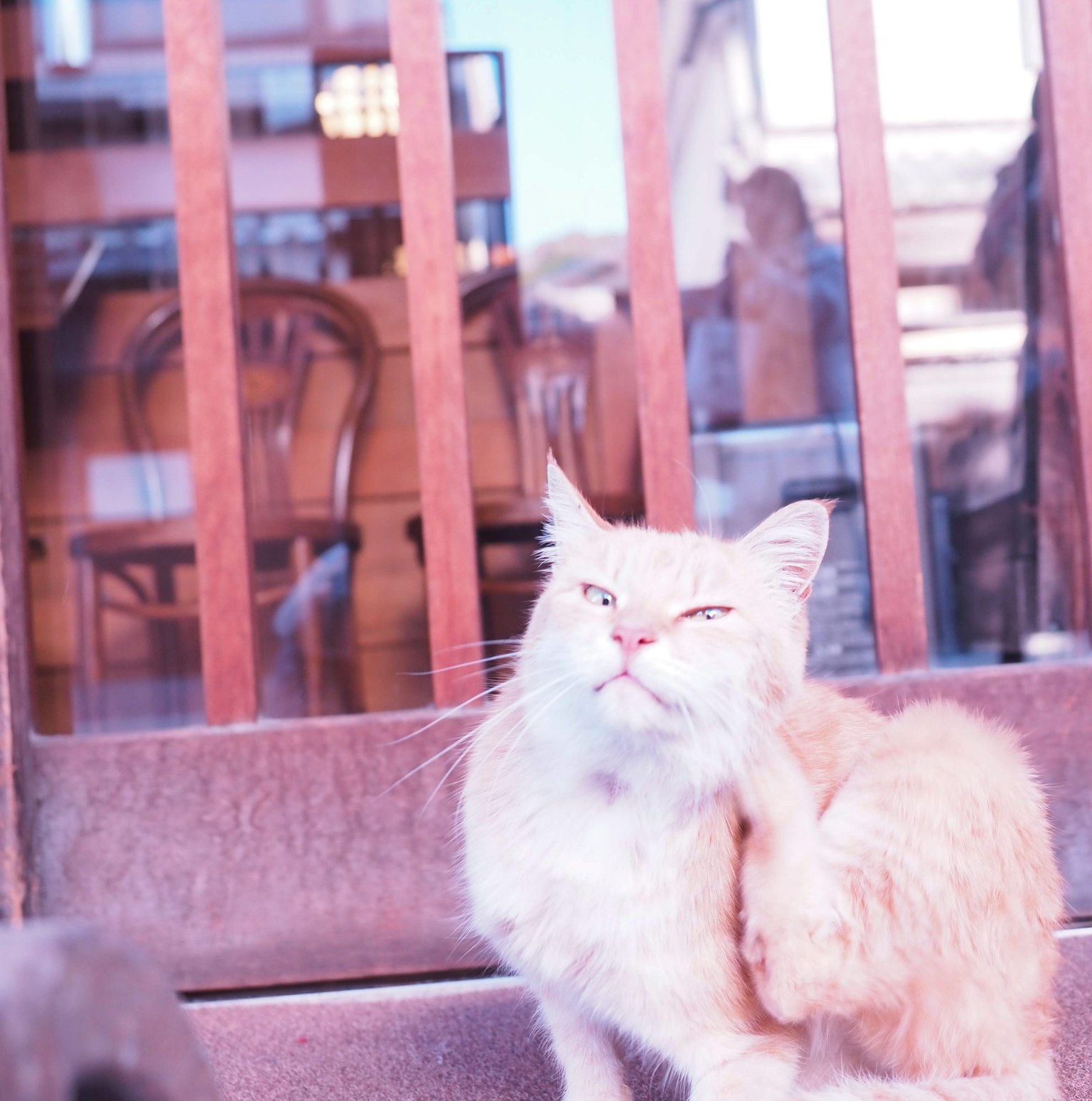 Gatto arancione che si gratta davanti a una finestra