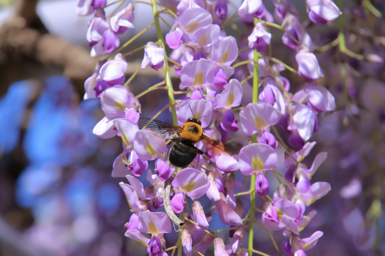 A bee on purple wisteria flowers