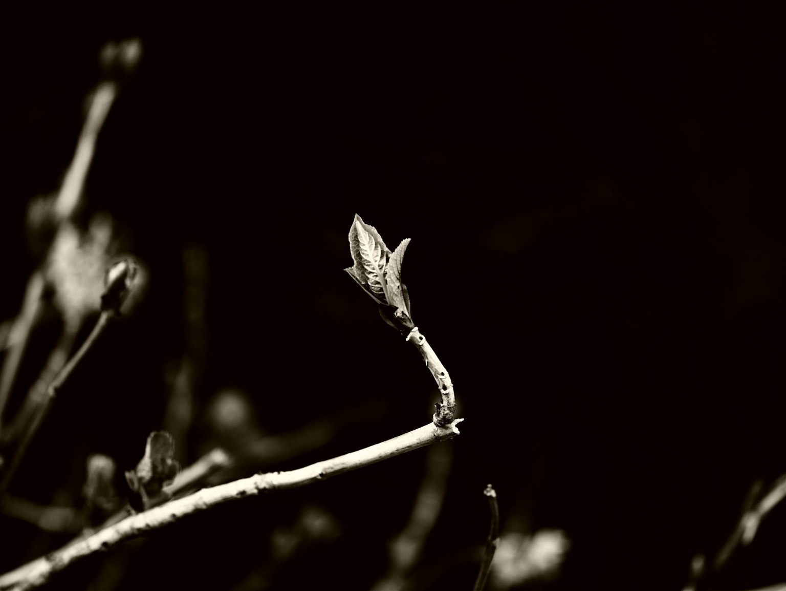 Close-up of a budding branch with young leaves against a dark background
