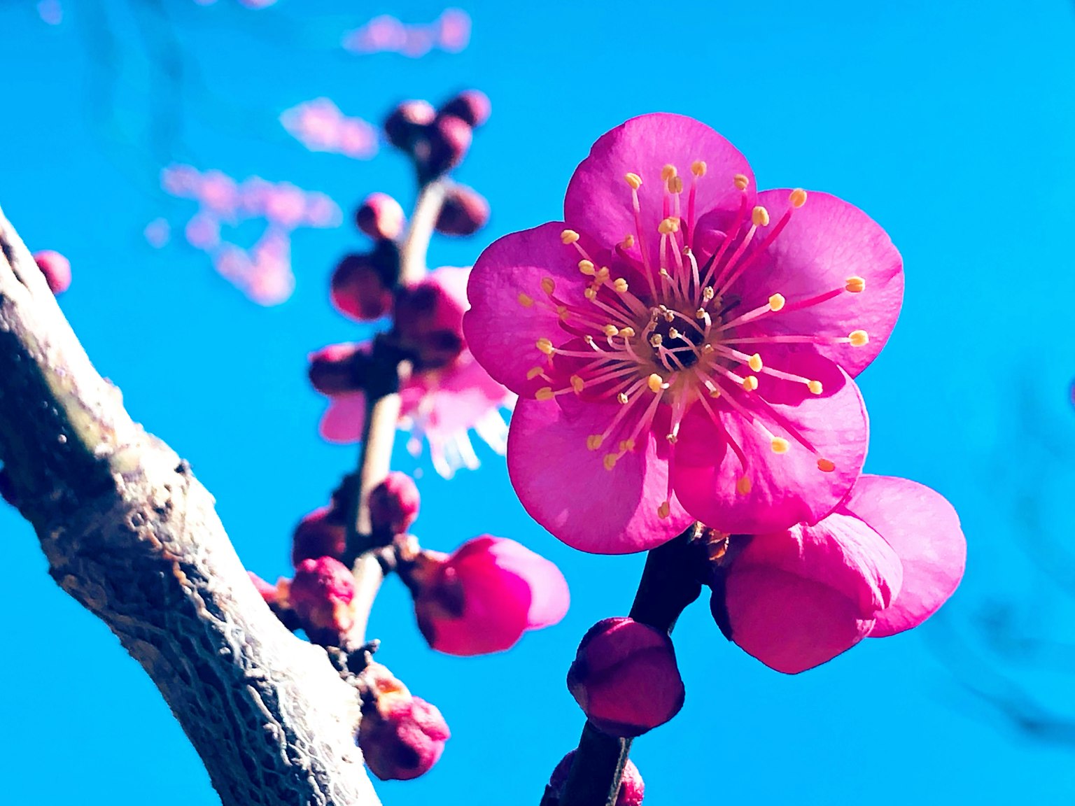 Vibrant pink flowers and buds blooming against a blue sky