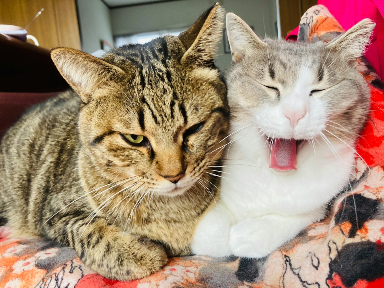 Due gatti che si abbracciano uno con strisce tigrate e l'altro con pelo bianco
