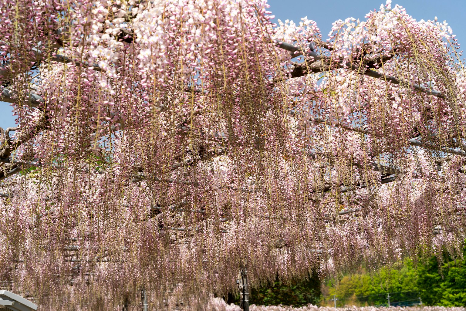 Una bella scena di fiori di glicine rosa in fiore