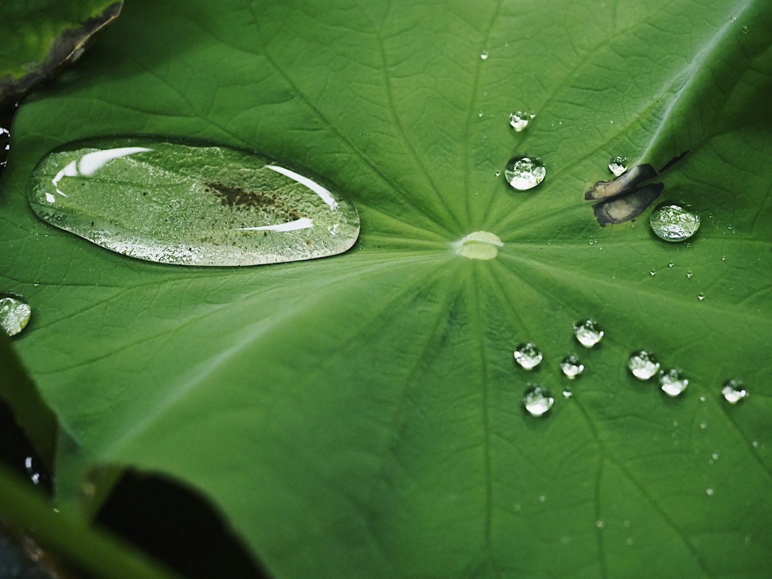 Wassertropfen auf einer grünen Blattoberfläche verteilt