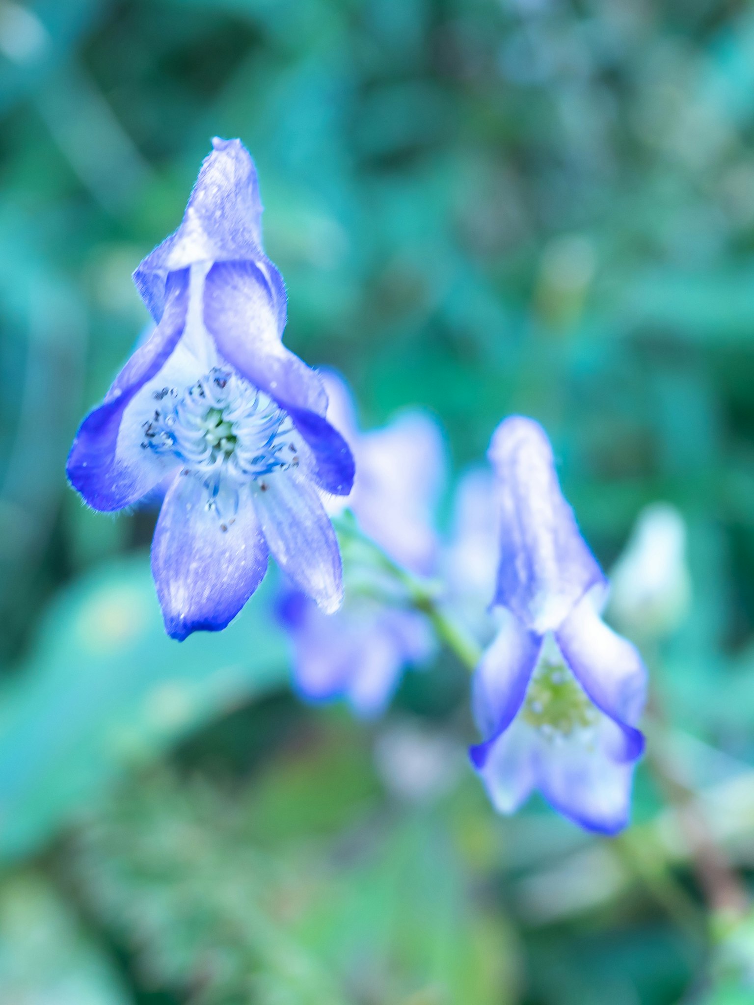 Fleurs violettes avec un fond vert en flou