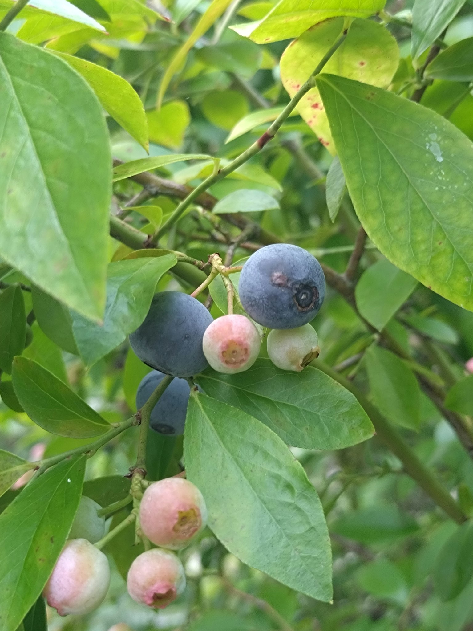 Mirtilli blu e frutti rosa non maturi circondati da foglie verdi