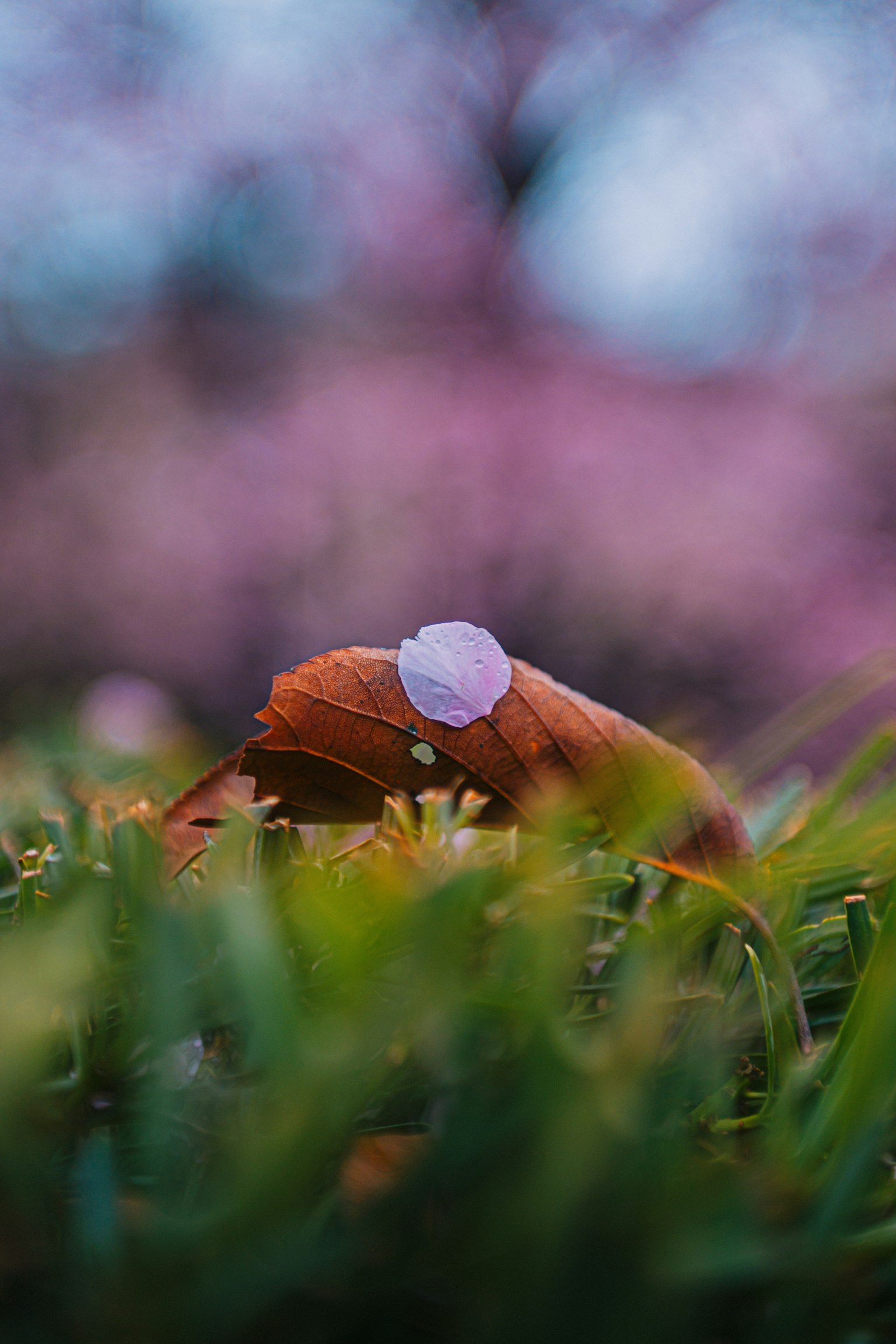 Kedekatan petal bunga pink resting di atas daun coklat di antara rumput hijau subur