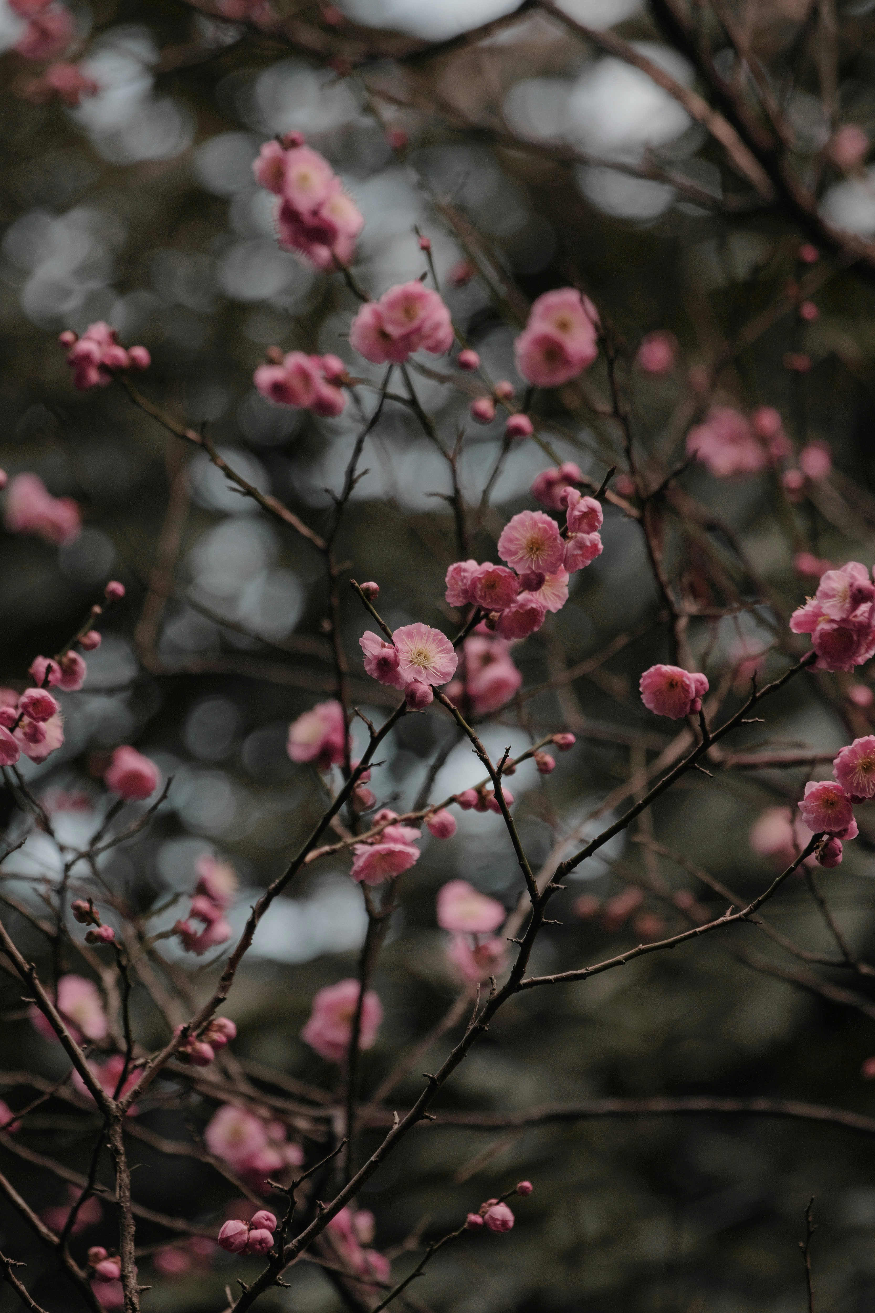 梅の花が枝に咲く春の花木のクローズアップ