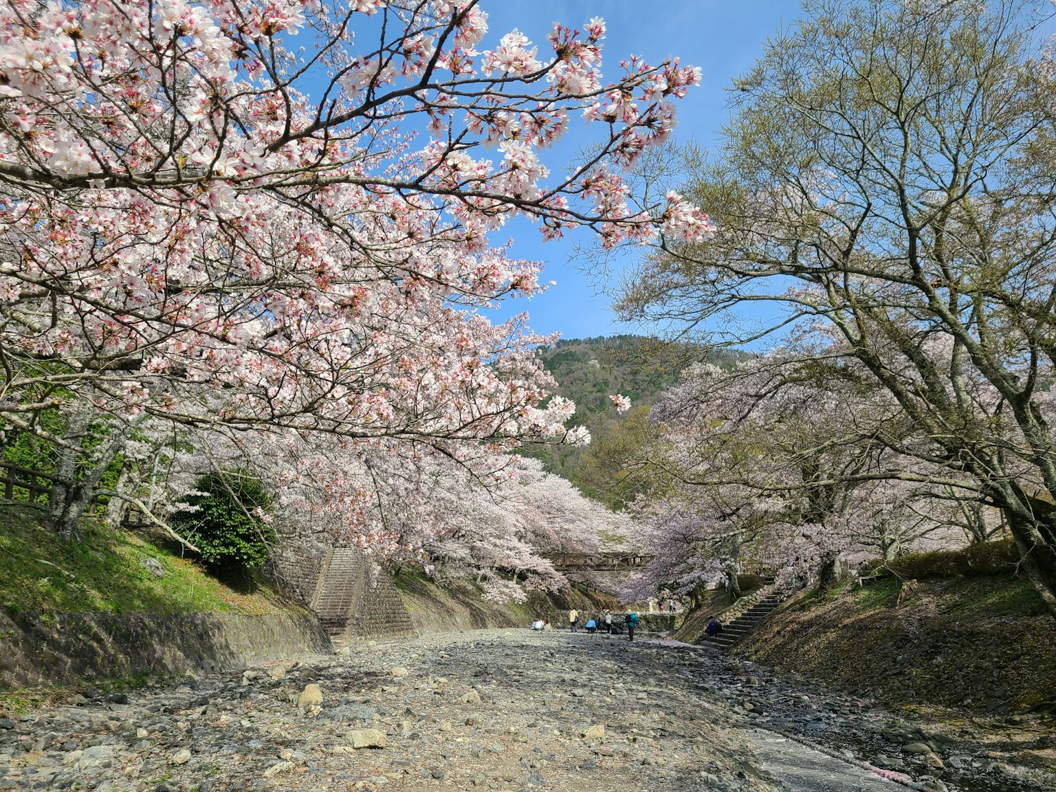 春天的風景，櫻花盛開在河邊，藍天晴朗