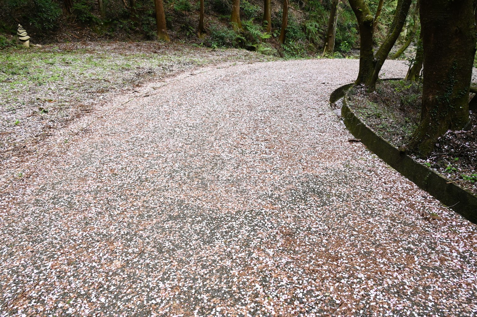 Kurviger Weg bedeckt mit gefallenen Kirschblütenblättern