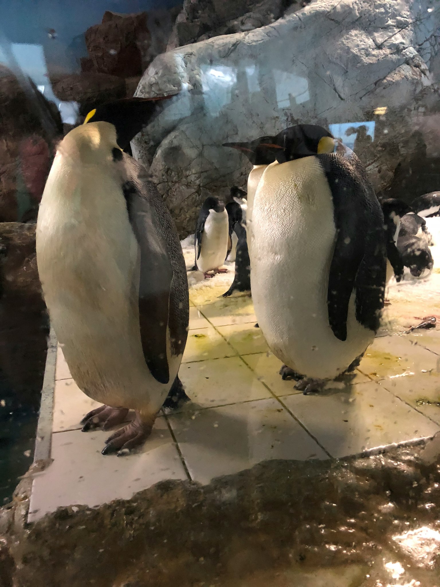 Dua penguin berdiri di dalam akuarium
