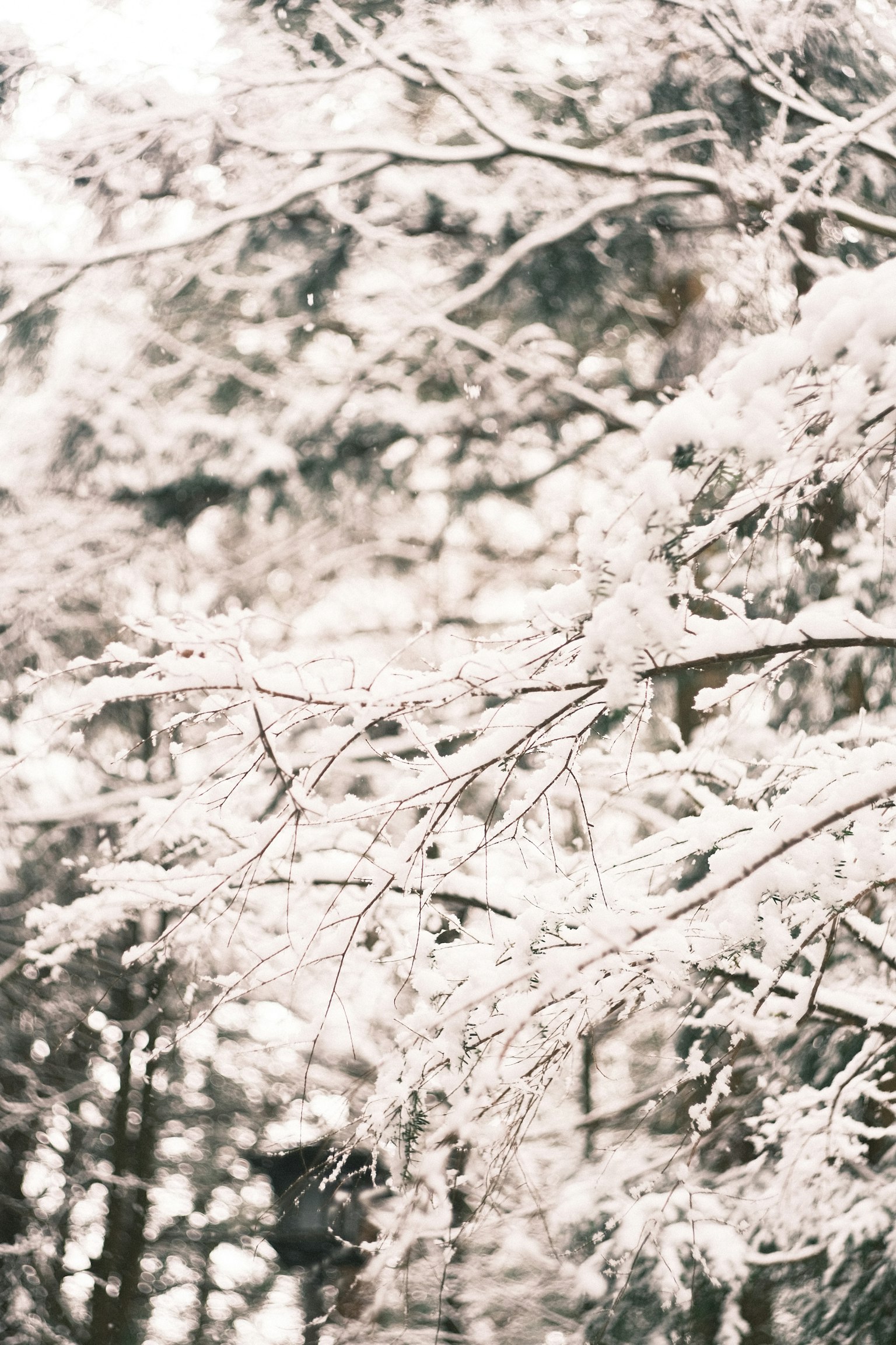 Schneebedeckte Baumzweige mit sanftem Hintergrund