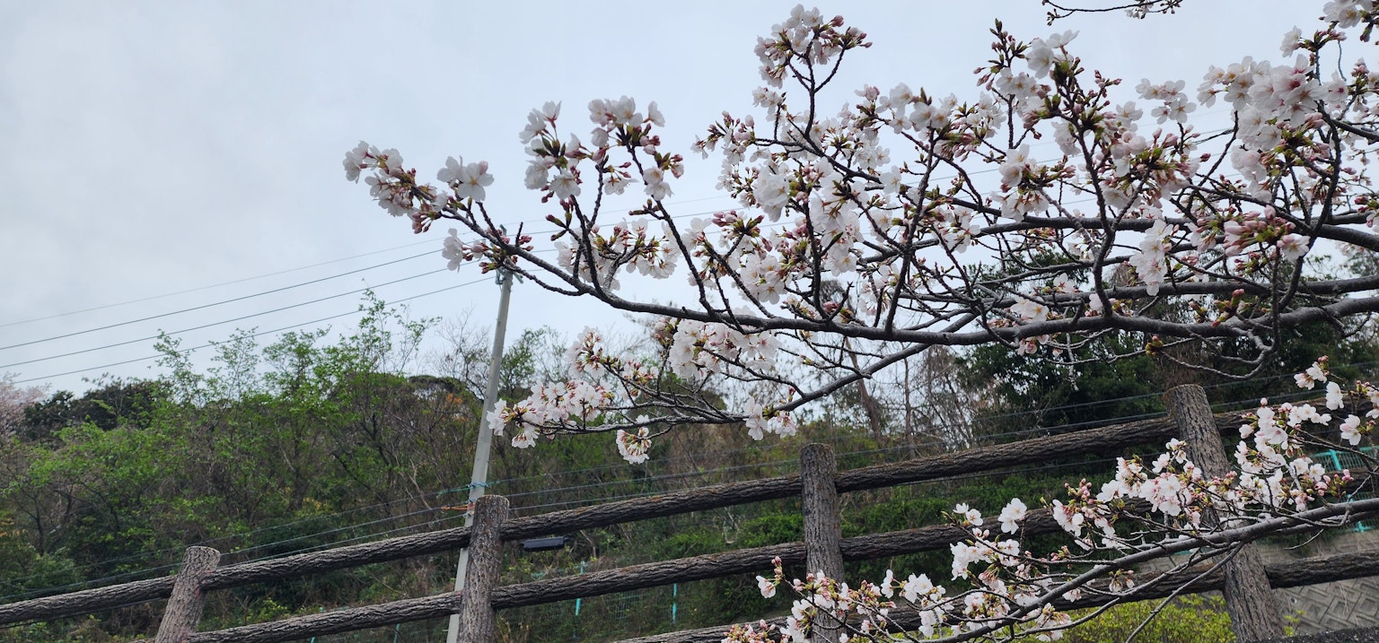 Cherry blossom branches with flowers against a green hillside