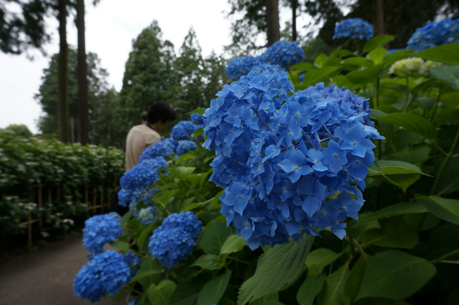 Nahaufnahme von blauen Hortensienblüten in einem Garten