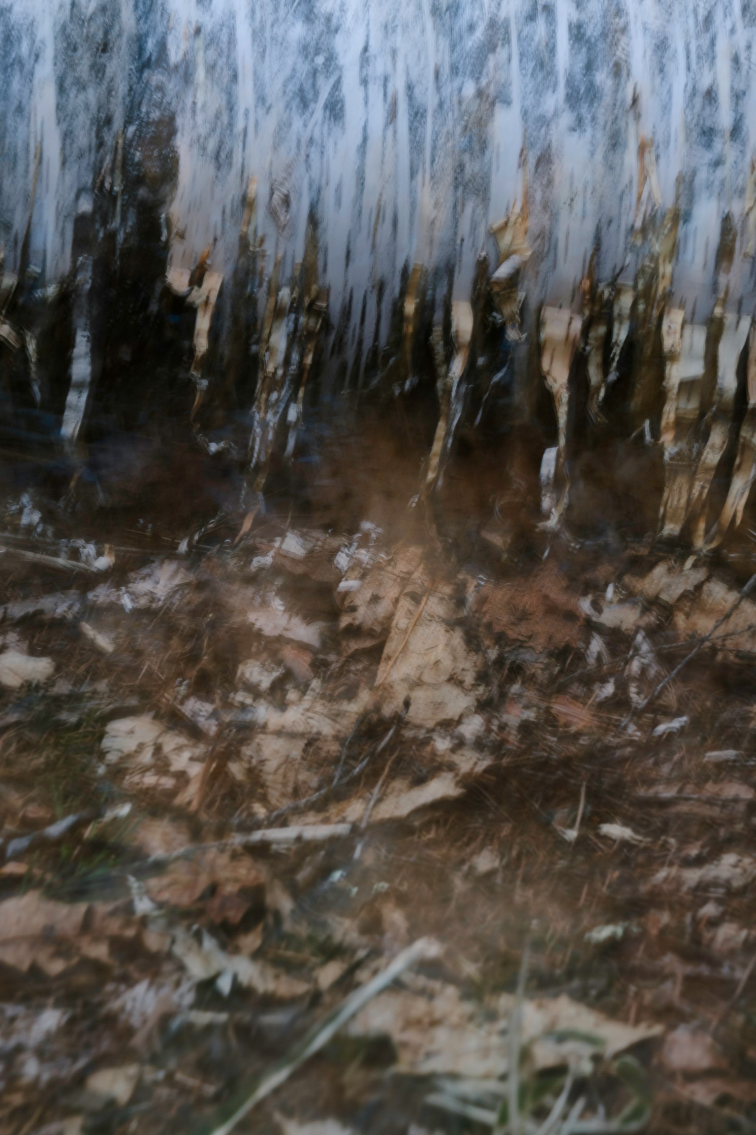 Paesaggio naturale con acqua che scorre e foglie sparse