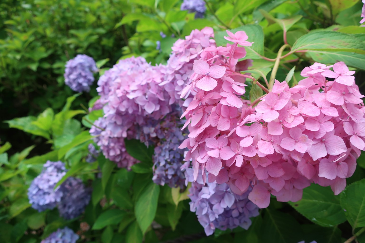 Hortensienblüten in rosa und violett blühen zwischen grünen Blättern