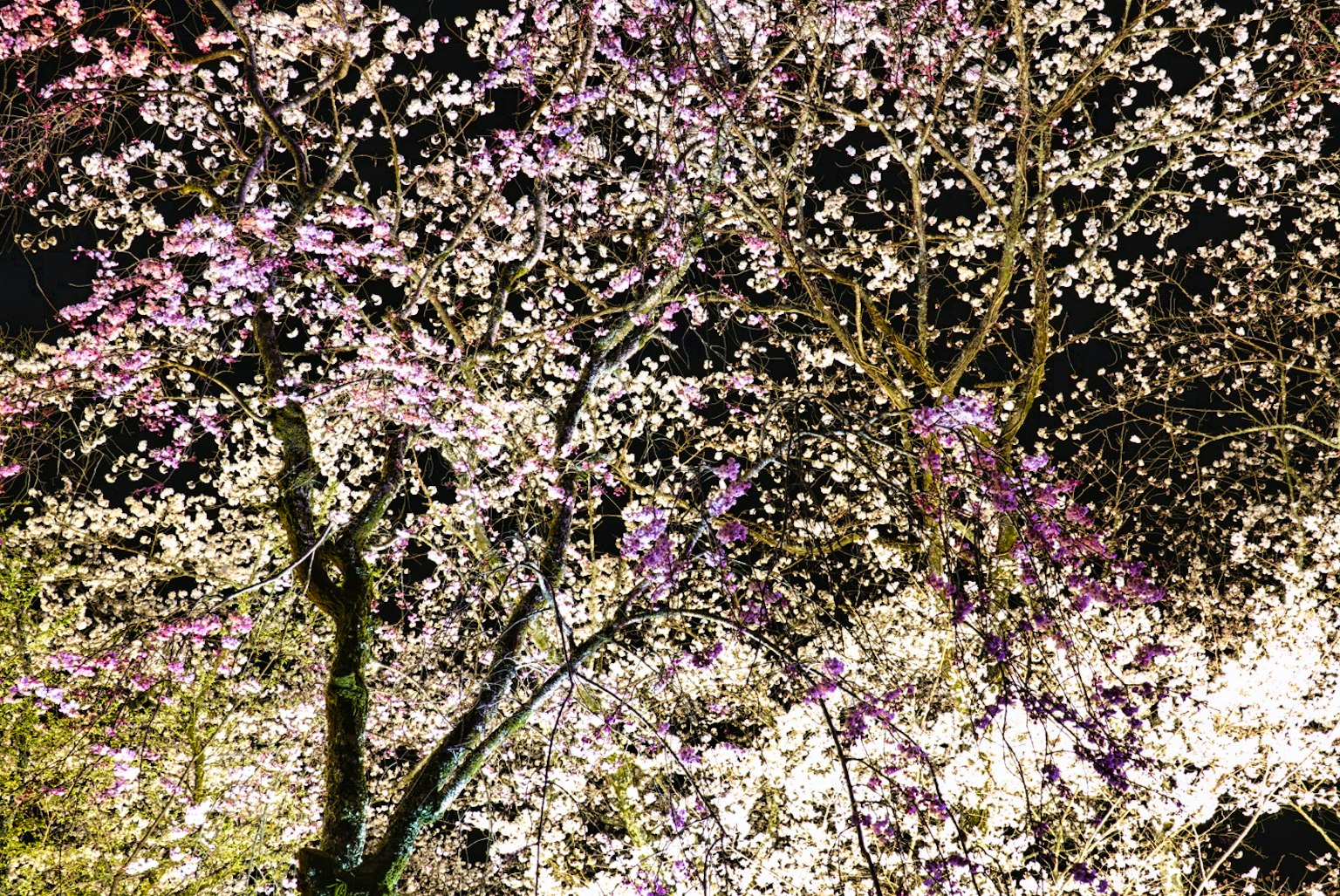 Eine schöne Nachtansicht von Kirschblüten in voller Blüte mit weißen und rosa Blumen