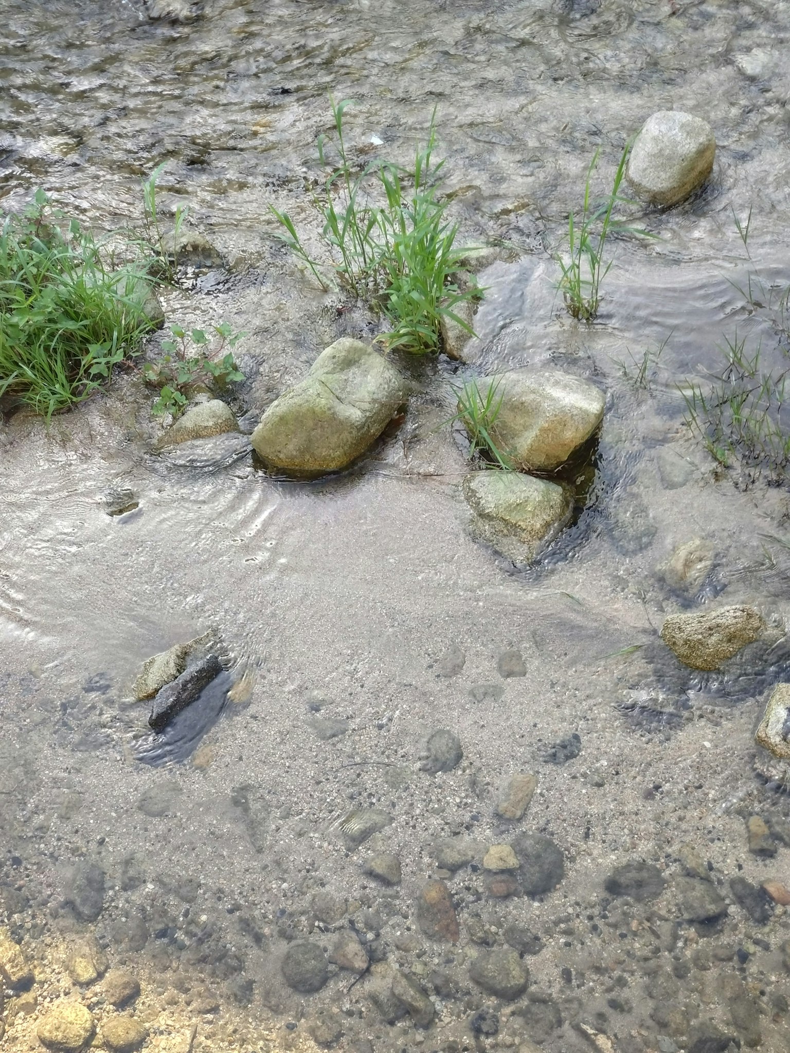 水边石头和草的风景