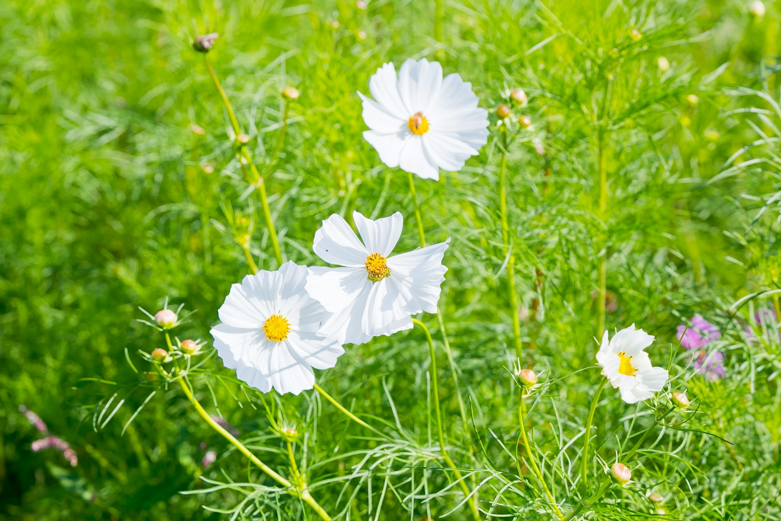 Fiori di cosmos bianchi che sbocciano tra il fogliame verde
