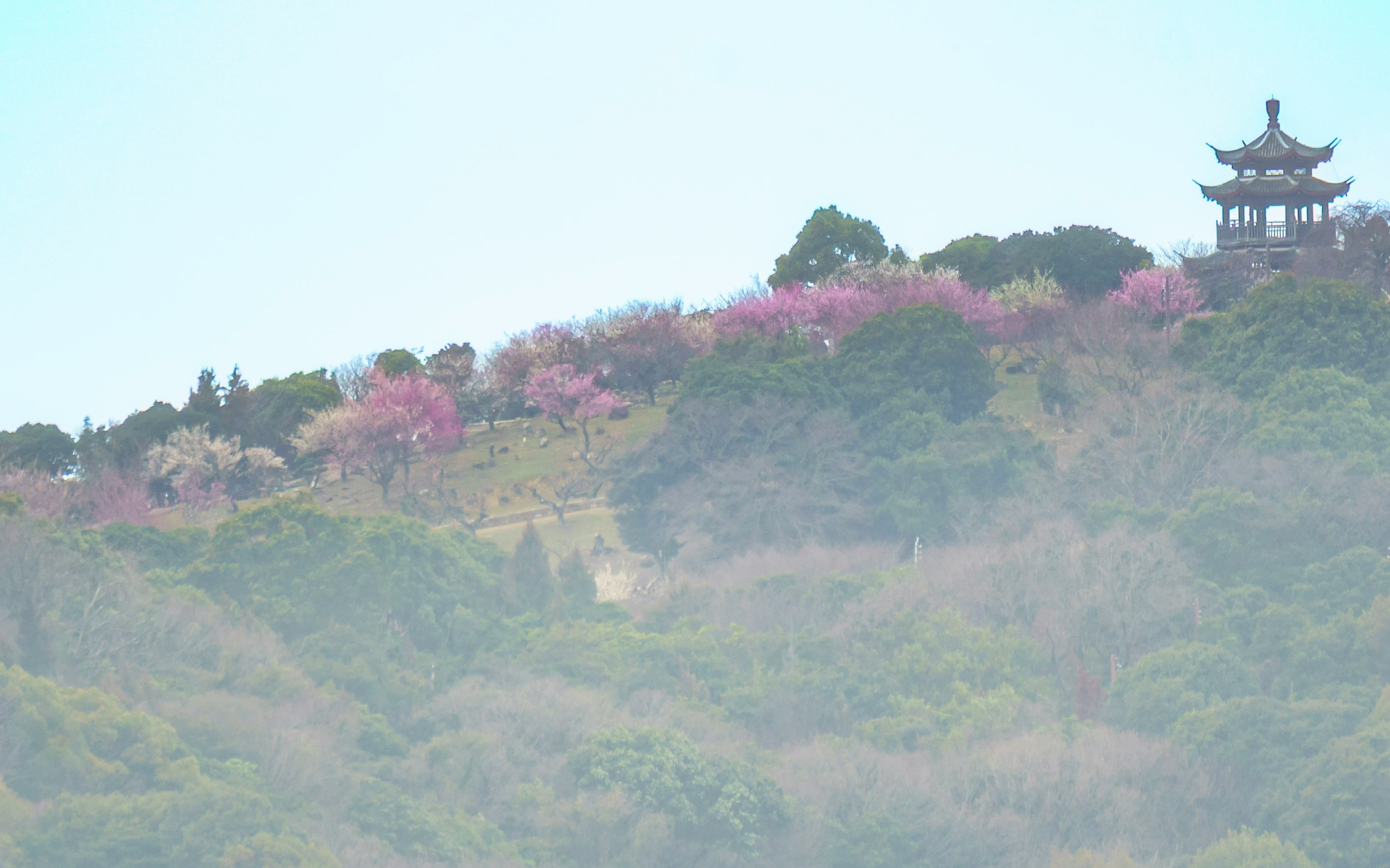 春の訪れを感じる梅の花が咲く山の風景