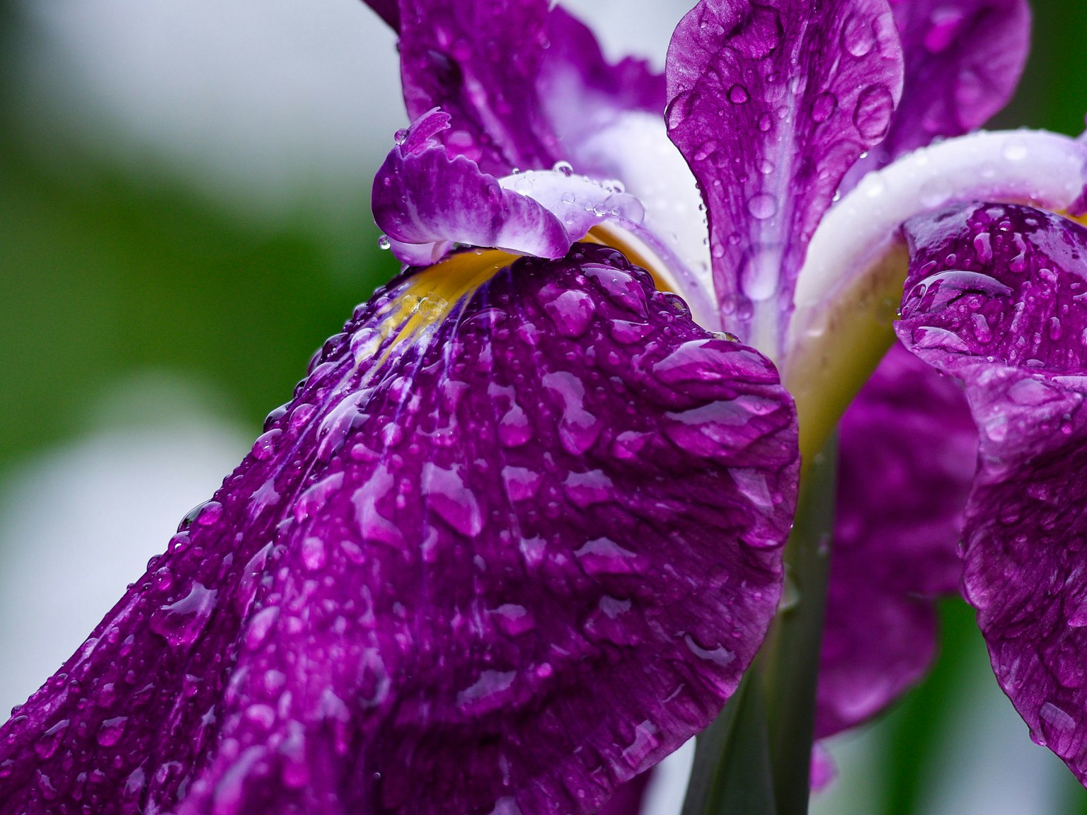 Acercamiento de una flor de iris morado con gotas de agua en sus pétalos