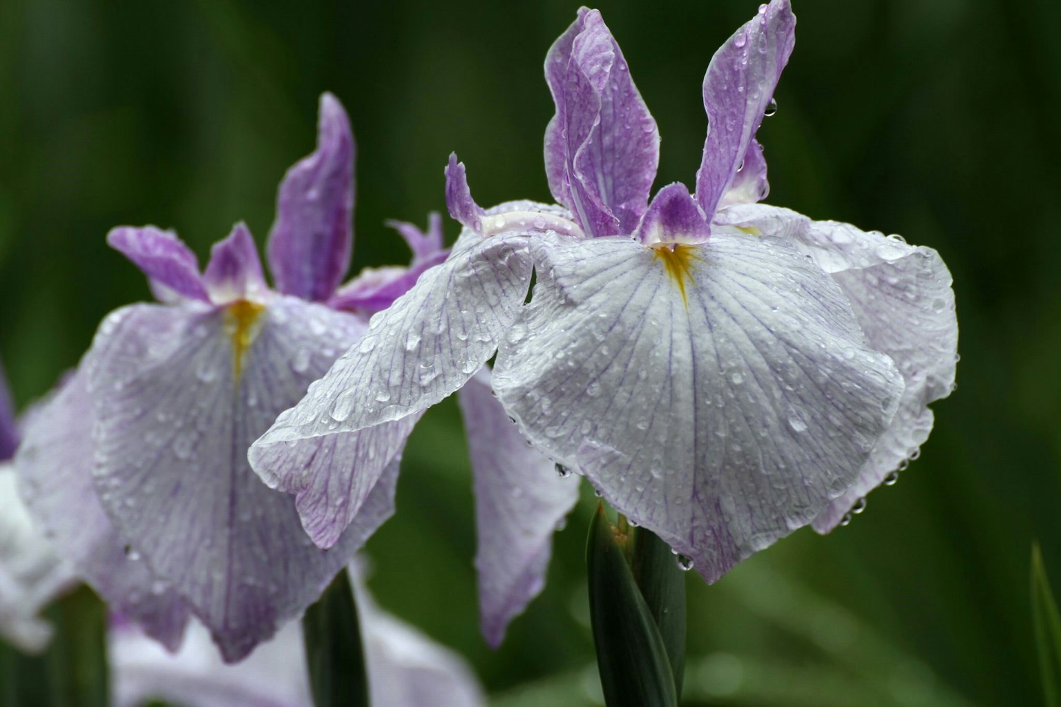 Fiori di iris bagnati con petali viola e bianchi