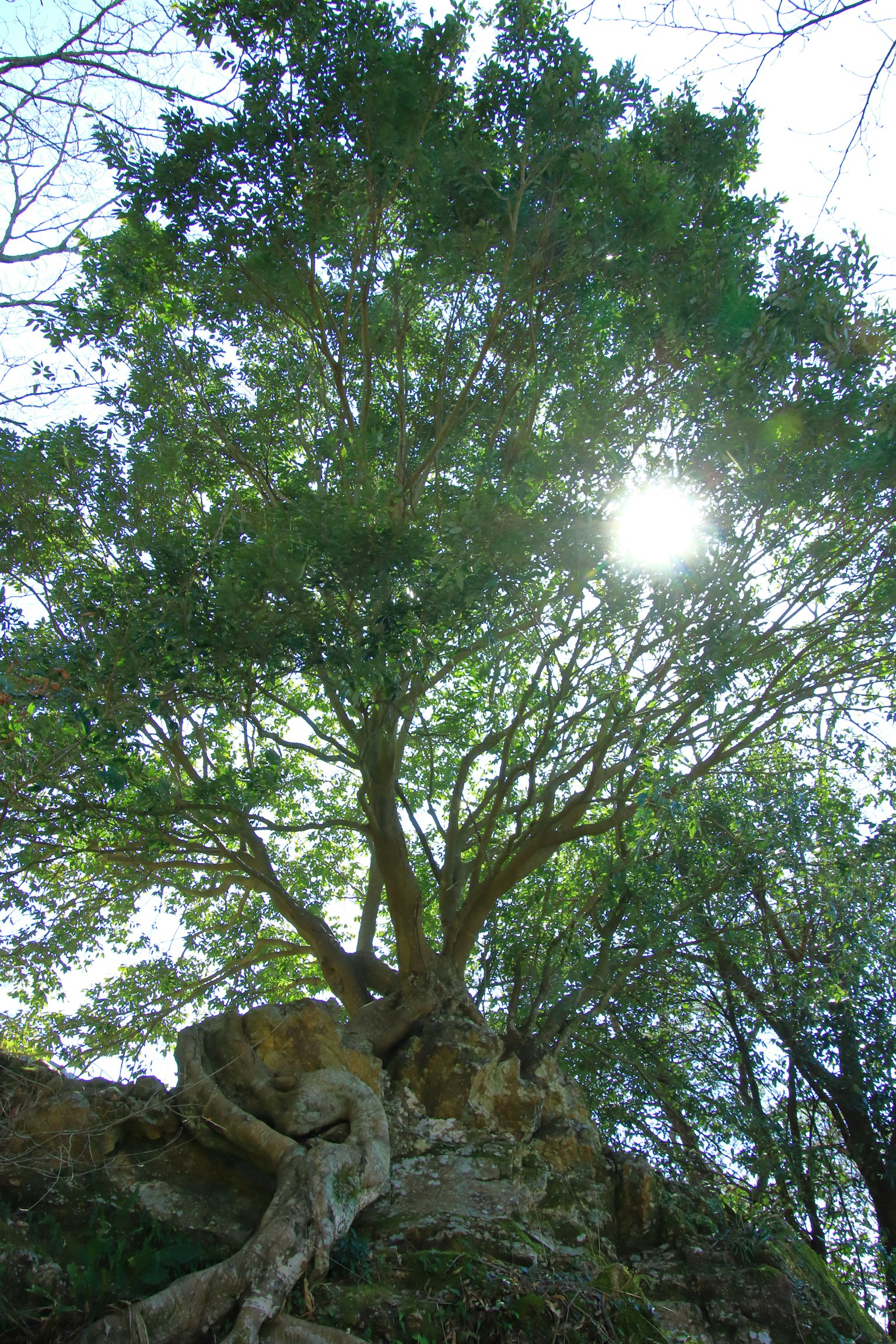 Foto scattata da sotto un alto albero che mostra foglie verdi e luce solare che filtra
