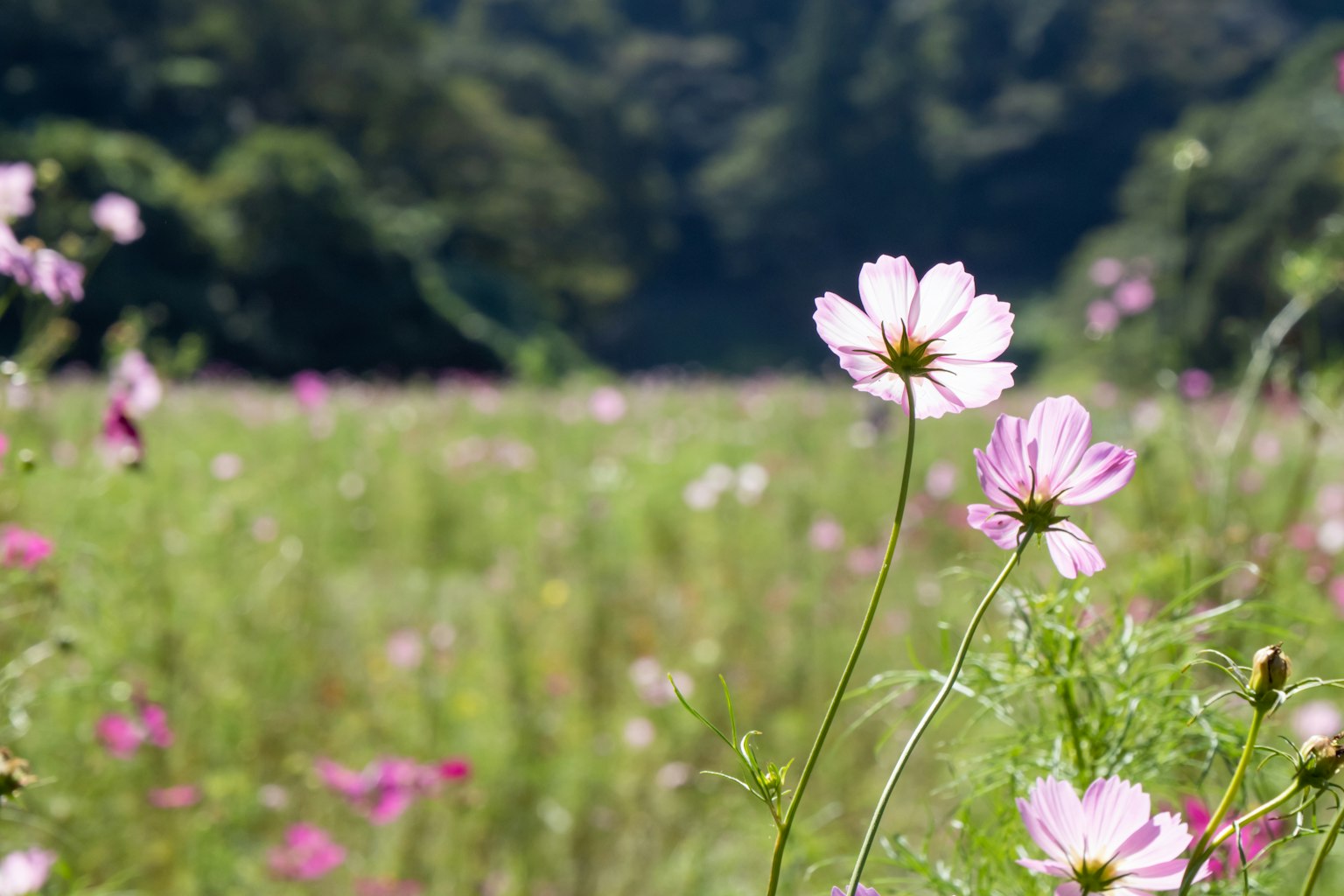 粉色的 cosmos 花在盛開的田野中，背景為綠色