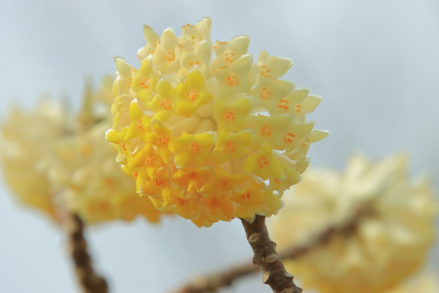 Gros plan d'une fleur jaune avec des bourgeons