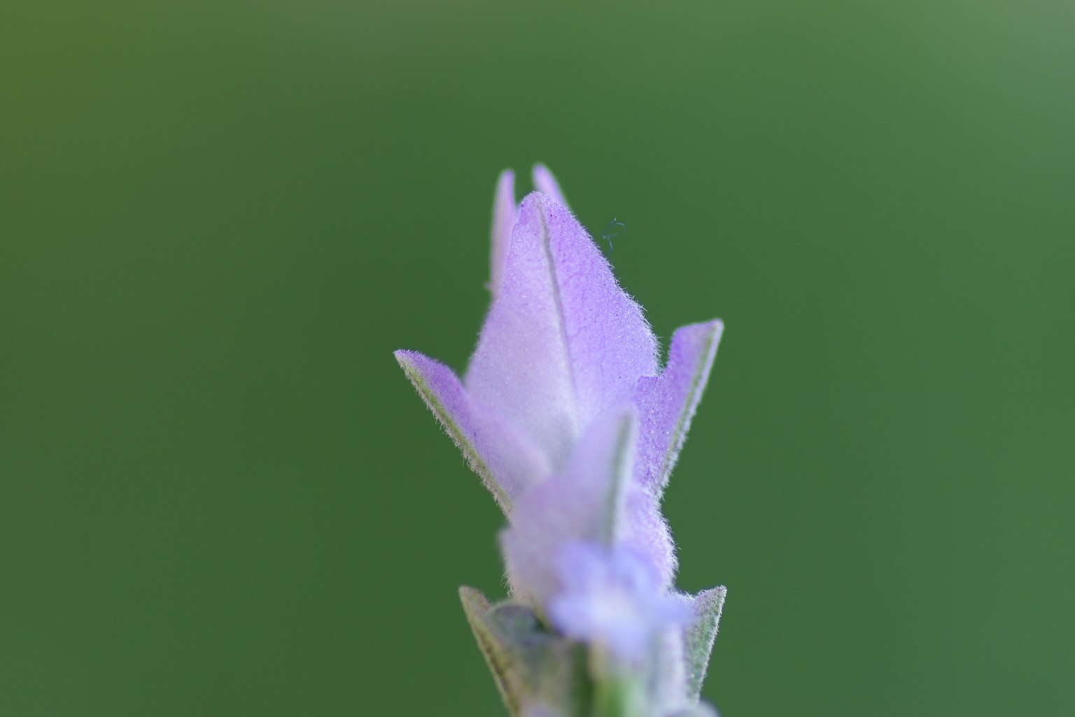 Delicate purple flower bud against a green background