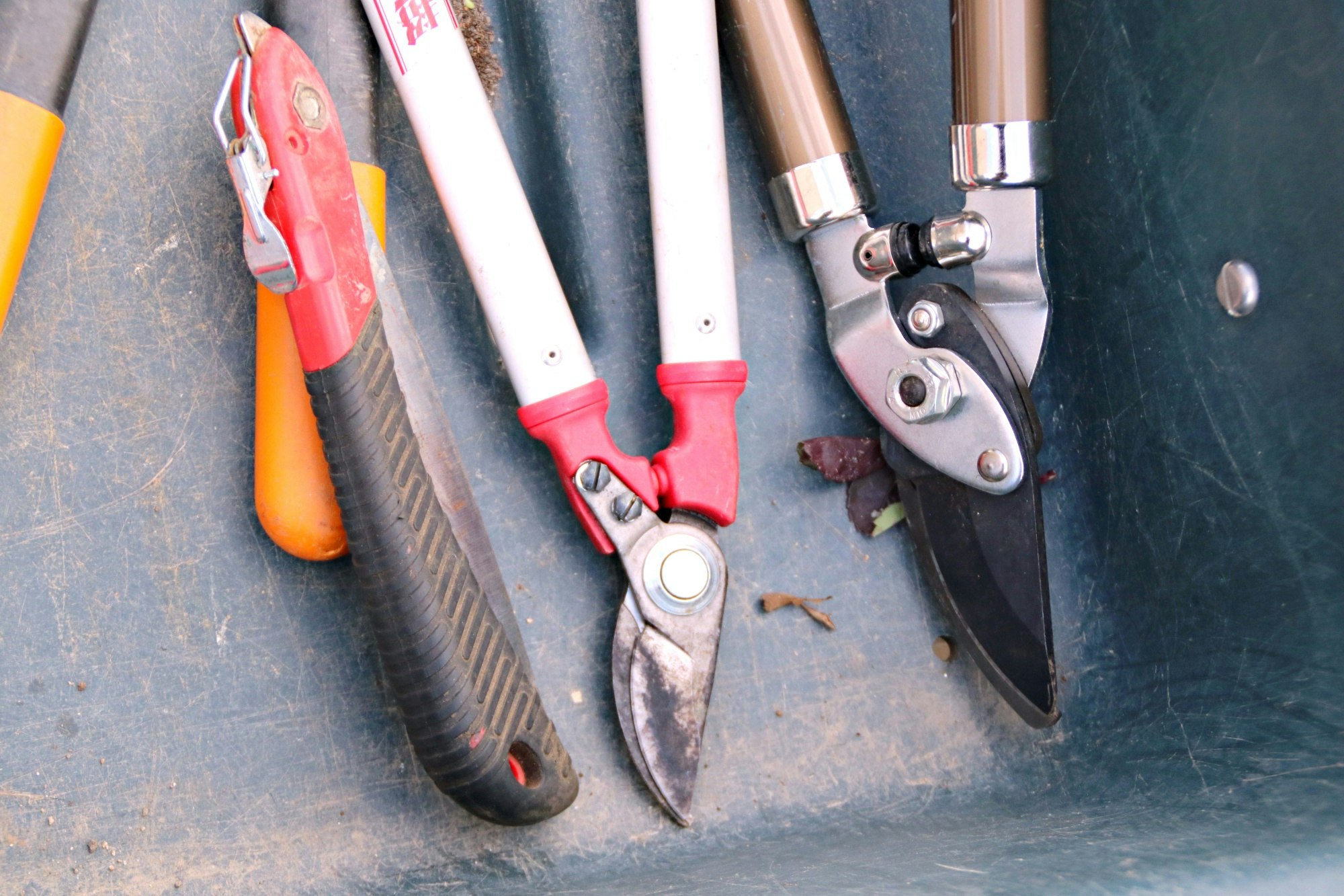 close-up of pruning shears and gardening tools laid out