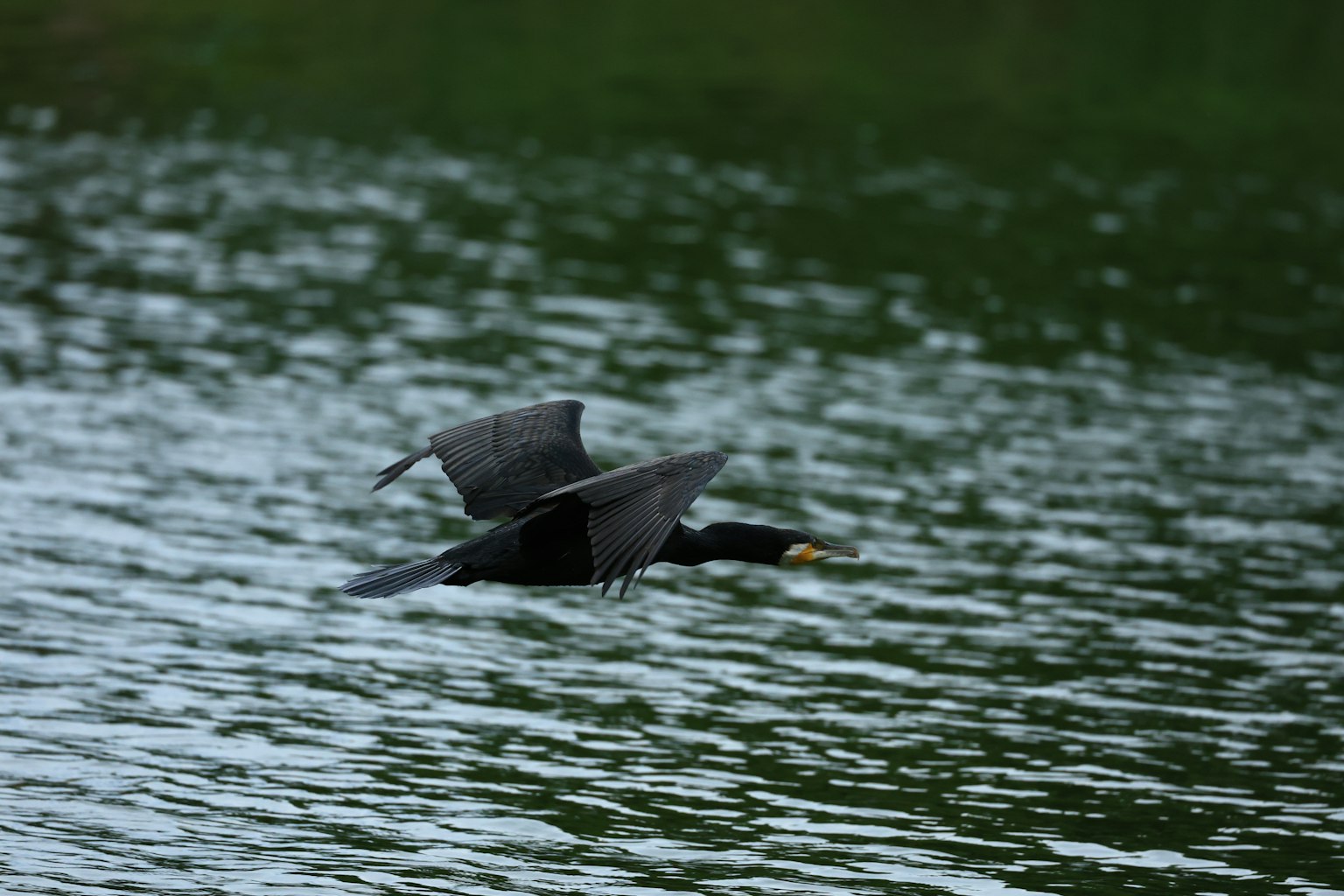 Ein Kormoran, der über die Wasseroberfläche fliegt