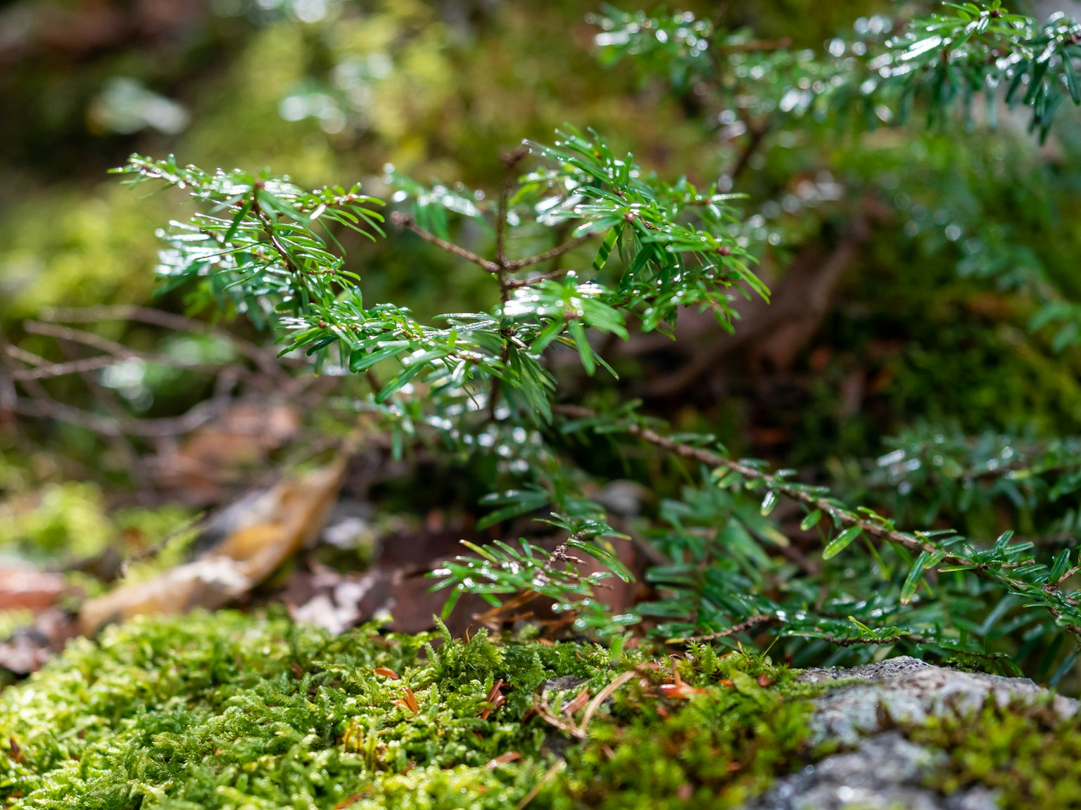 Close-up of lush green plants and moss in a natural setting