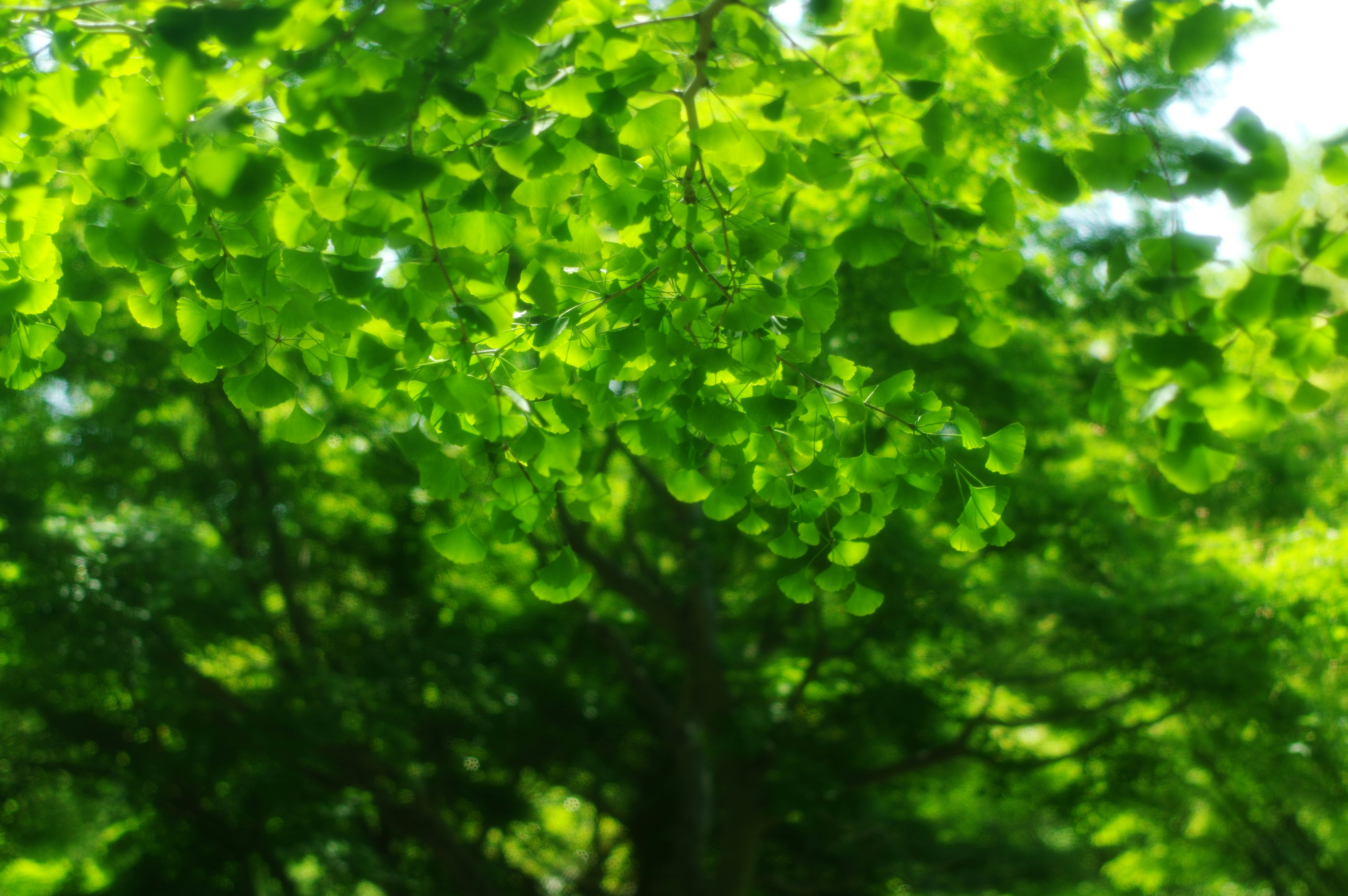 close-up of leafy green tree branches