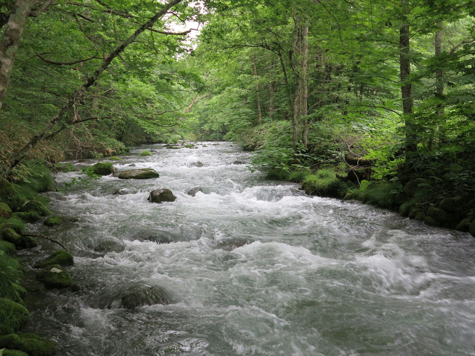 A scenic view of a clear stream flowing through a lush green forest